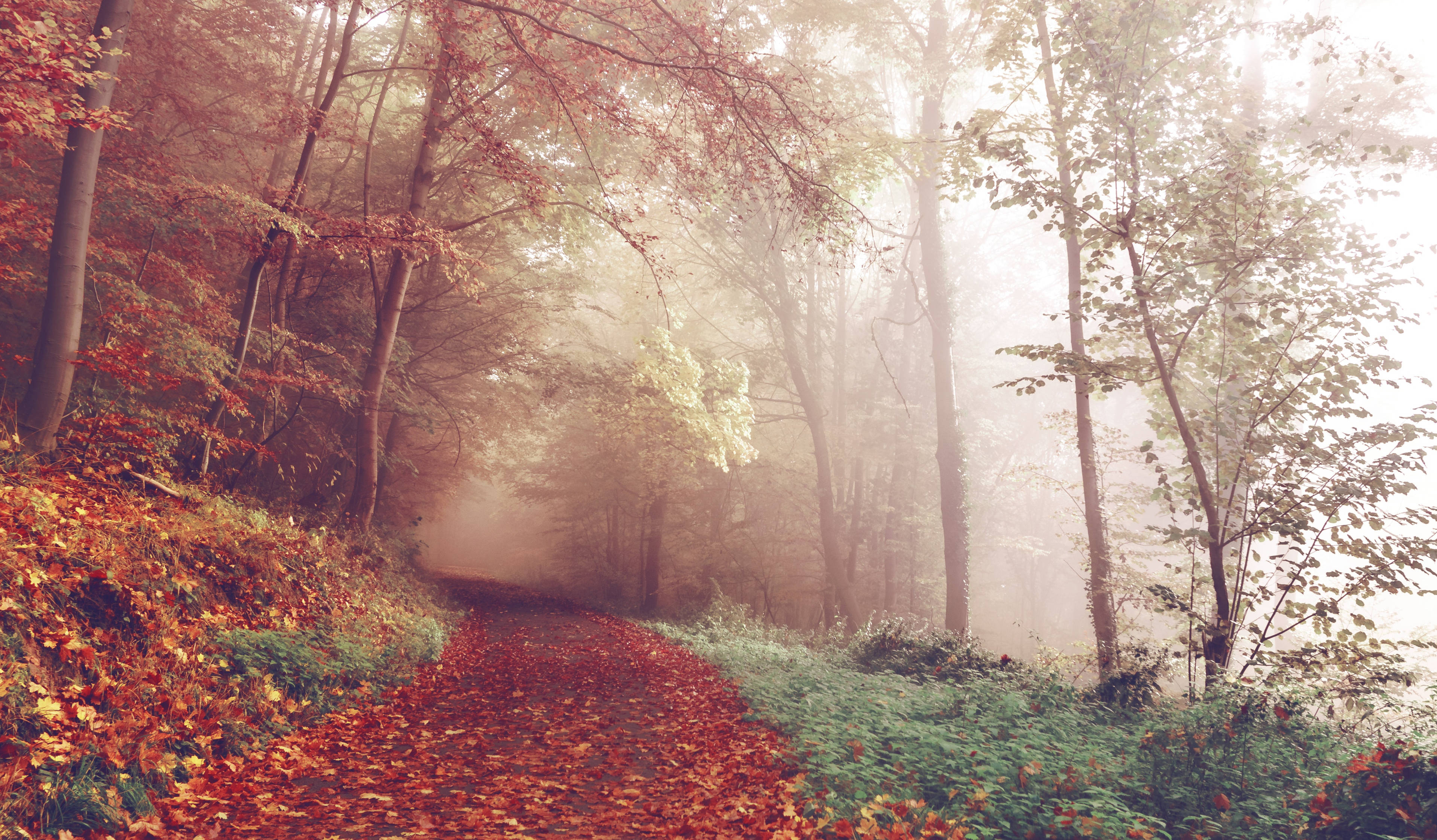 Download Foggy Autumn Forest Wallpaper