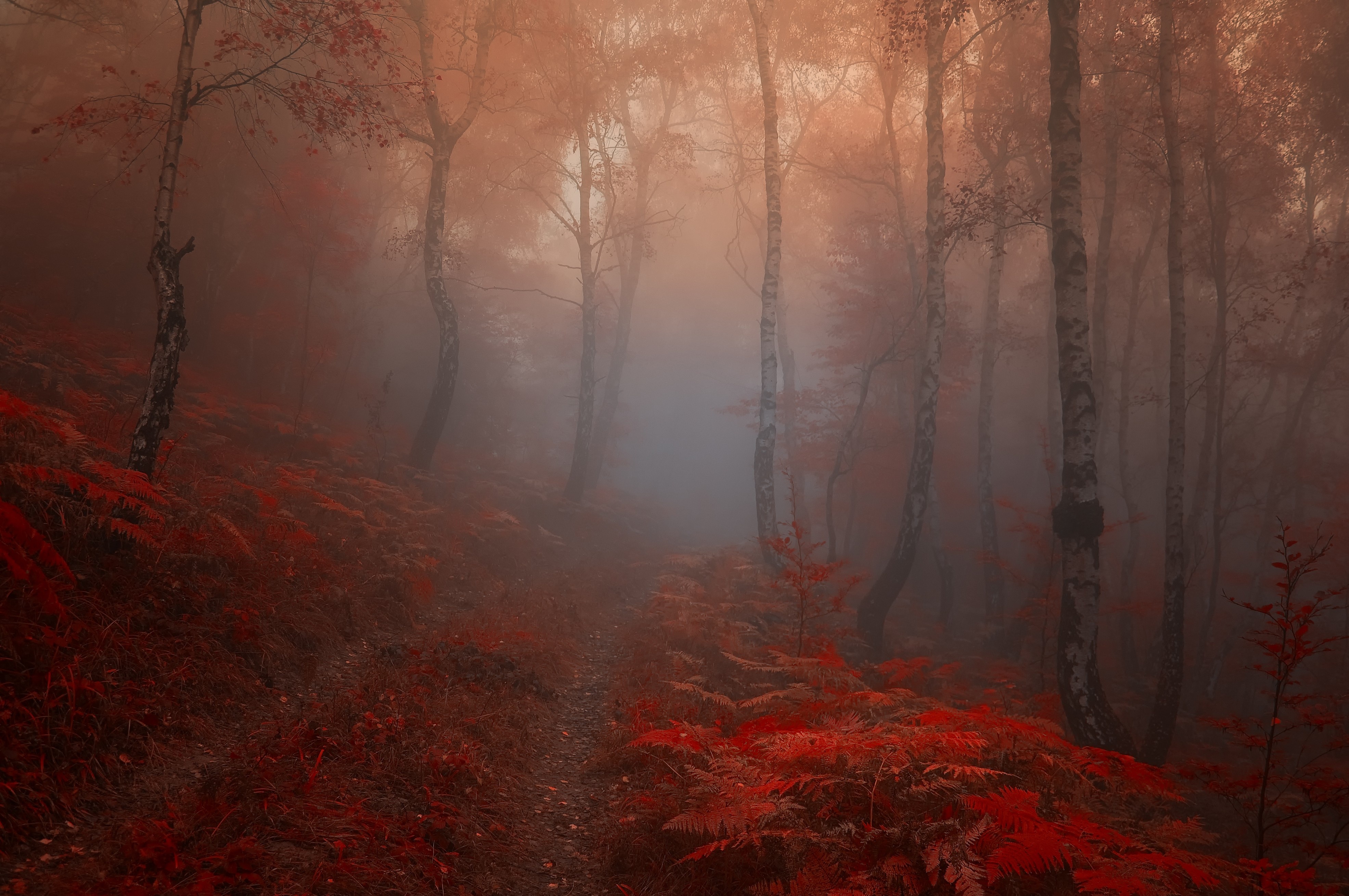 autumn, Road, Trees, Fog, Landscape Wallpaper HD / Desktop and Mobile Background