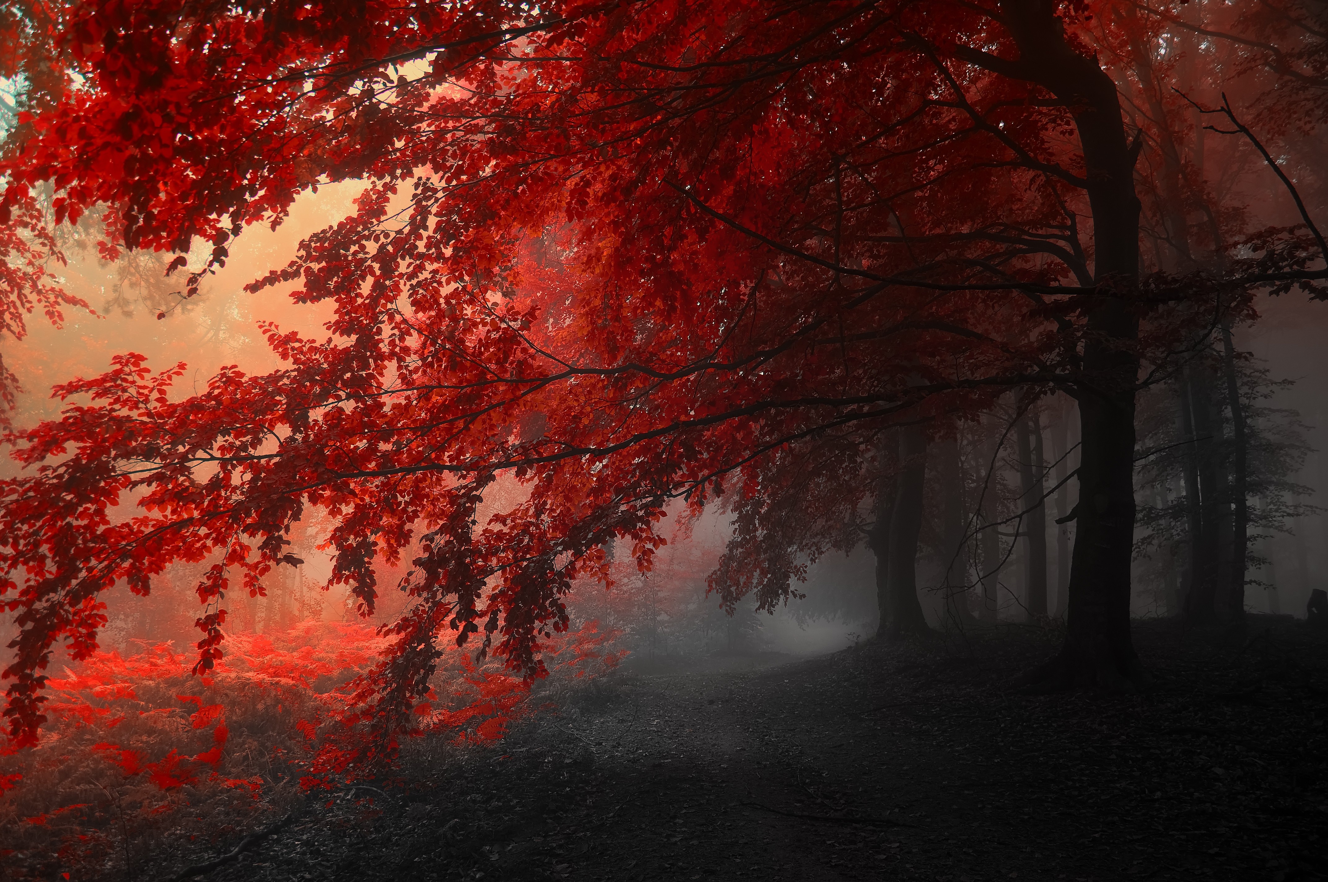 Autumn trees road fog landscape wallpaperx2848