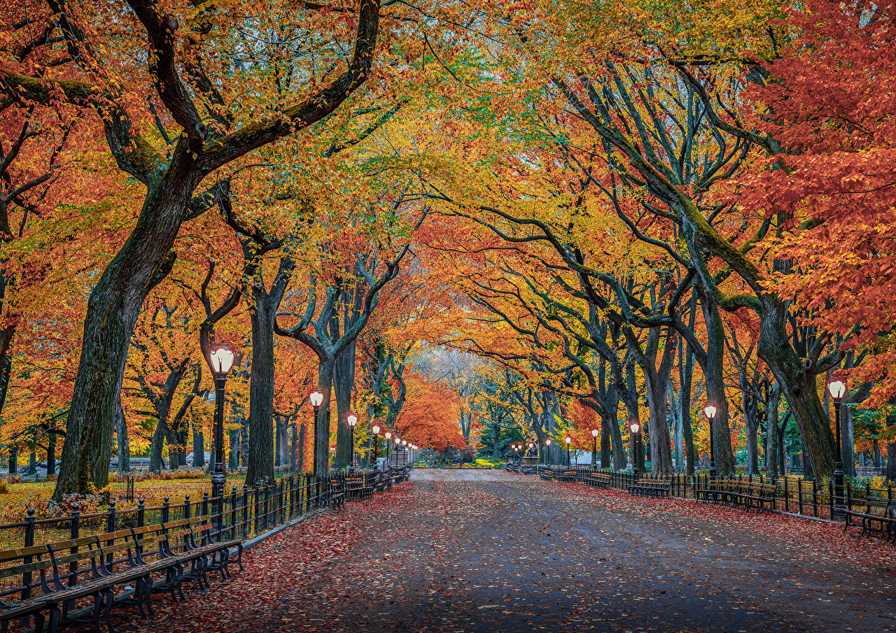 Picture New York City USA Autumn Nature Parks Trees