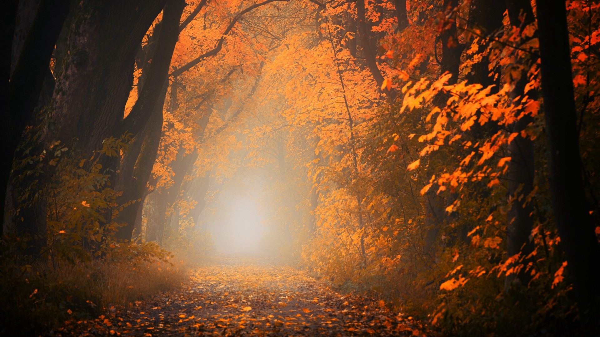 Autumn, fog, forest, foliage, trees, path. picture, photo, desktop wallpaper