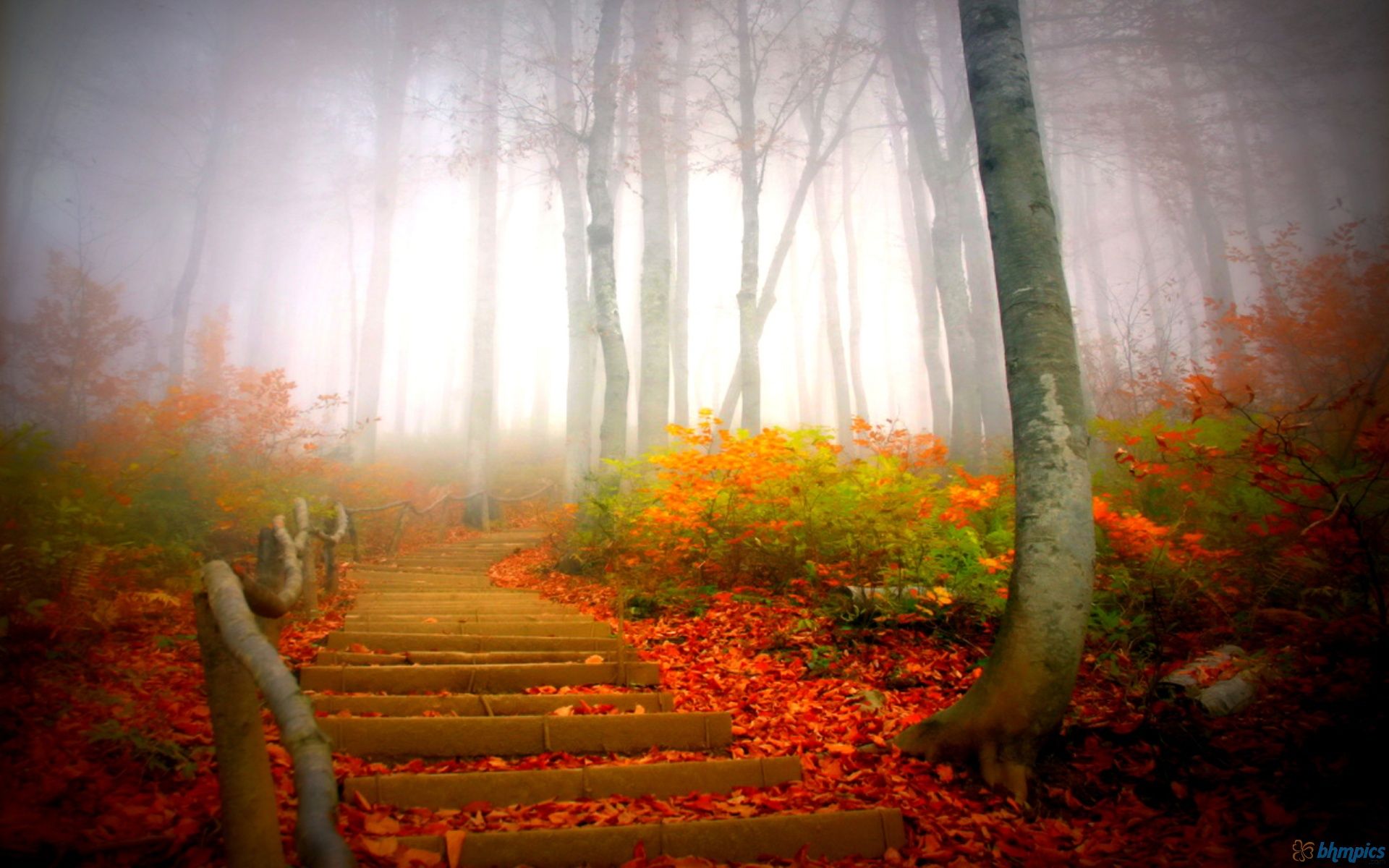 Fog #Nature. Autumn forest, Fall picture, Autumn scenes