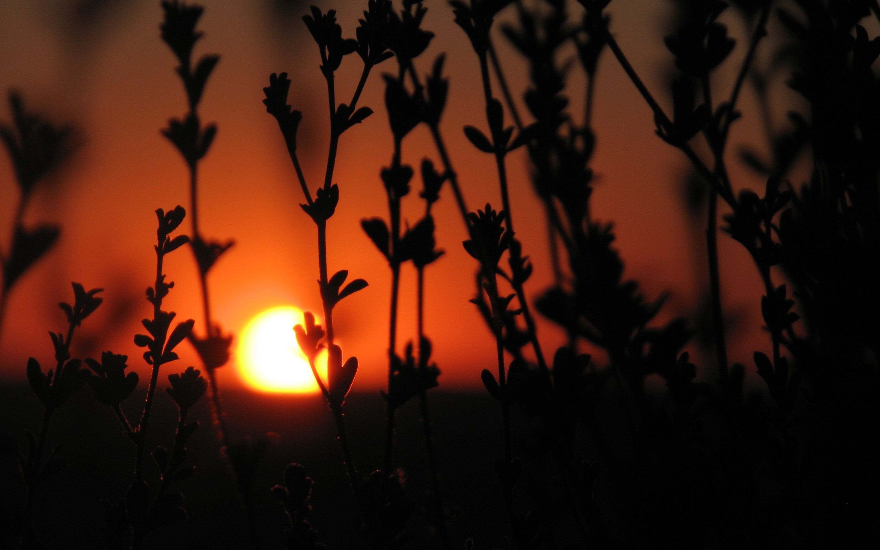 sunset, Backlighting, Nature, Orange, Yellow, Dark Wallpaper HD / Desktop and Mobile Background