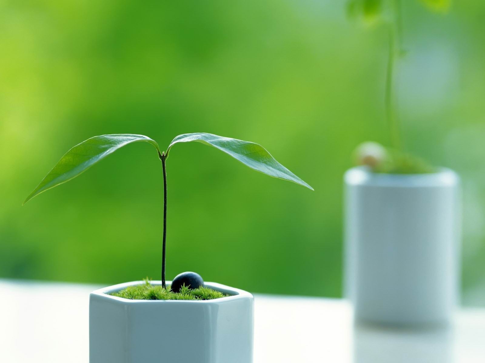 Small Plant Quality Photography Wallpaper