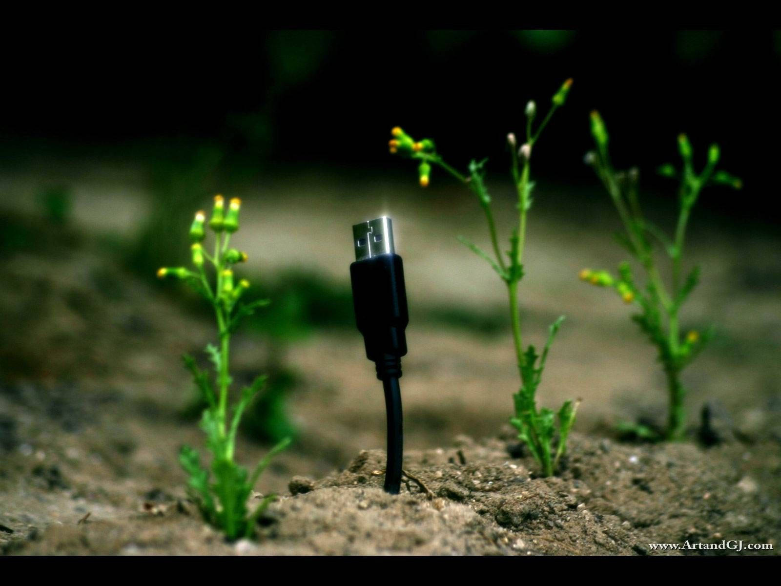 Download Small Plant With Usb Wallpaper