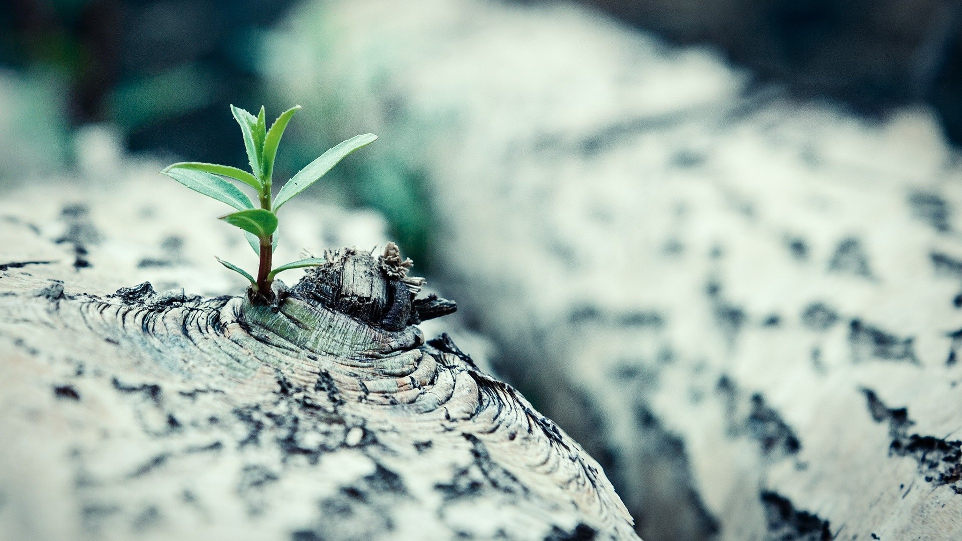 Plant Photography
