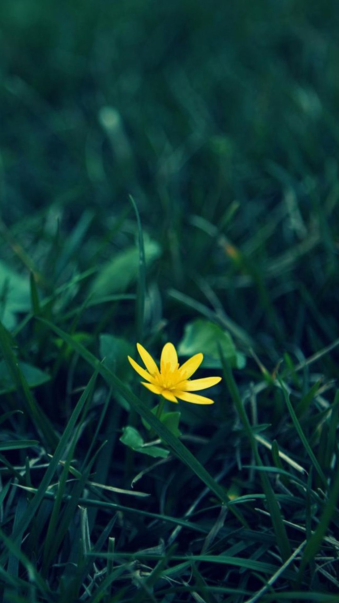 Cute Aesthetic Plant Wallpaper