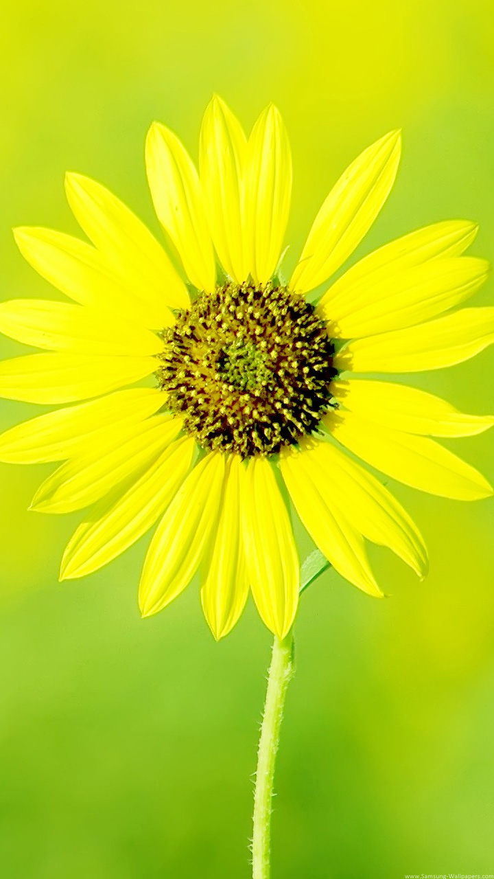 Mobile Wallpaper Small Plant Mobile