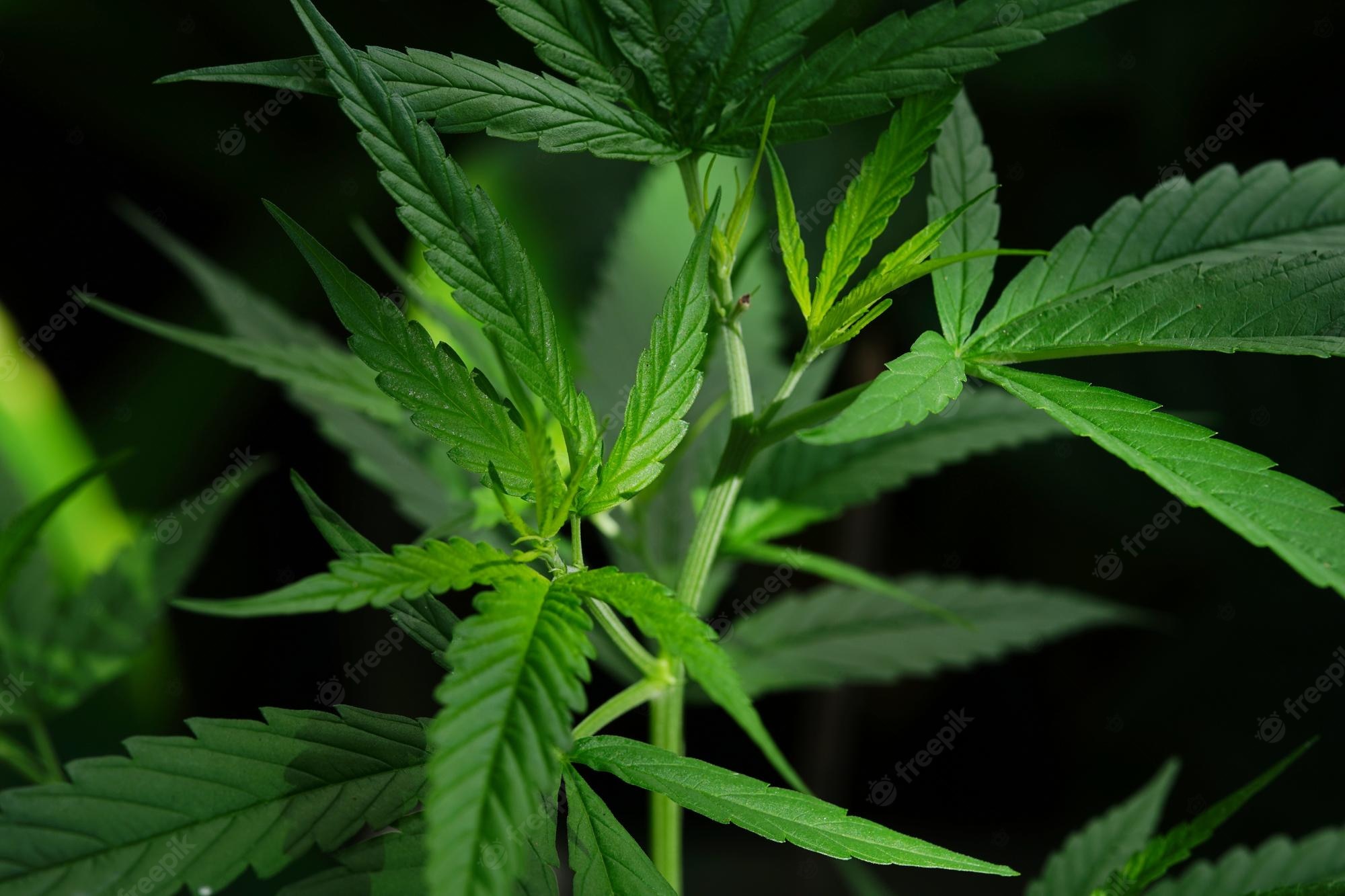 Small marijuana plant Image. Free Vectors, & PSD