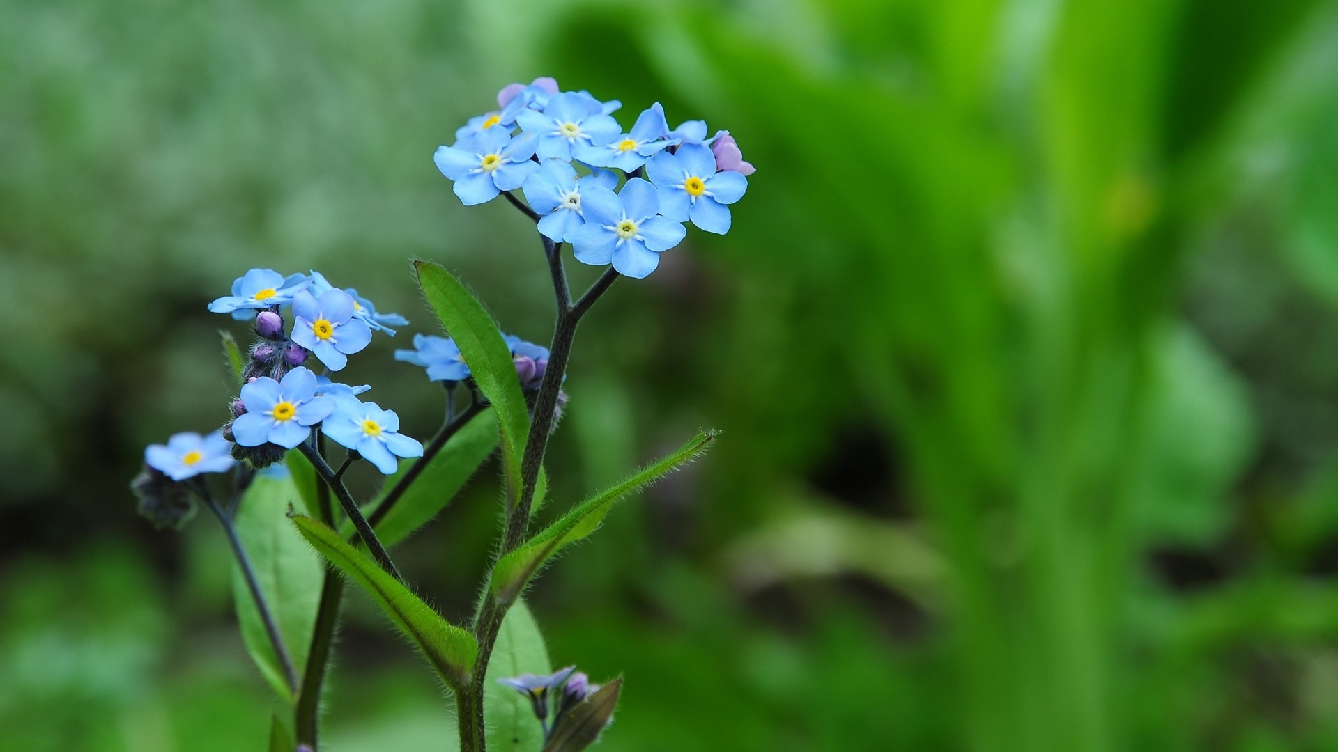 Small And Beautiful Forget Me Flowers HD Wallpaper Wallpaper Download And Beautiful Forget Me Flowers HD Wallpaper Wallpaper Wallpaper Site
