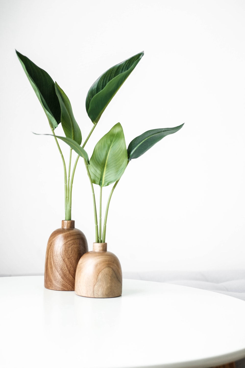 Indoor Plant Picture [HD]. Download Free Image