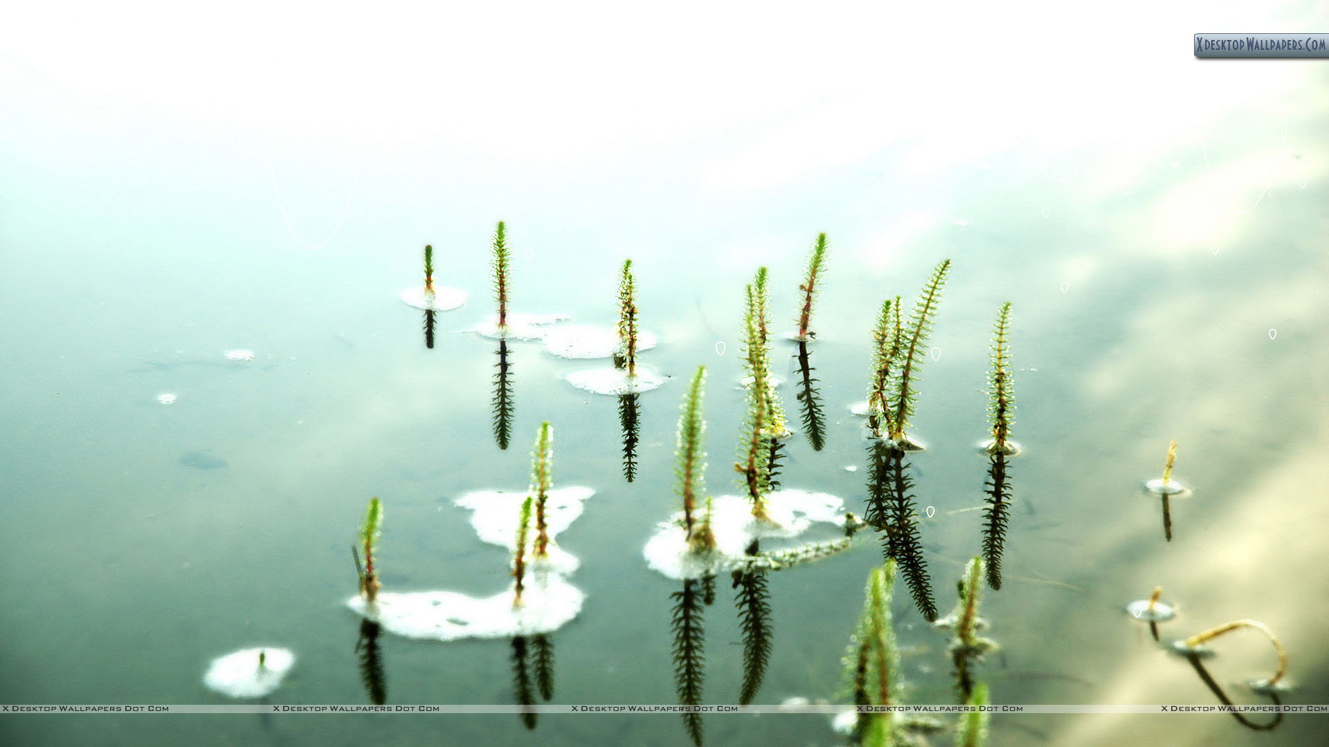 Small Flowers In Water Wallpaper