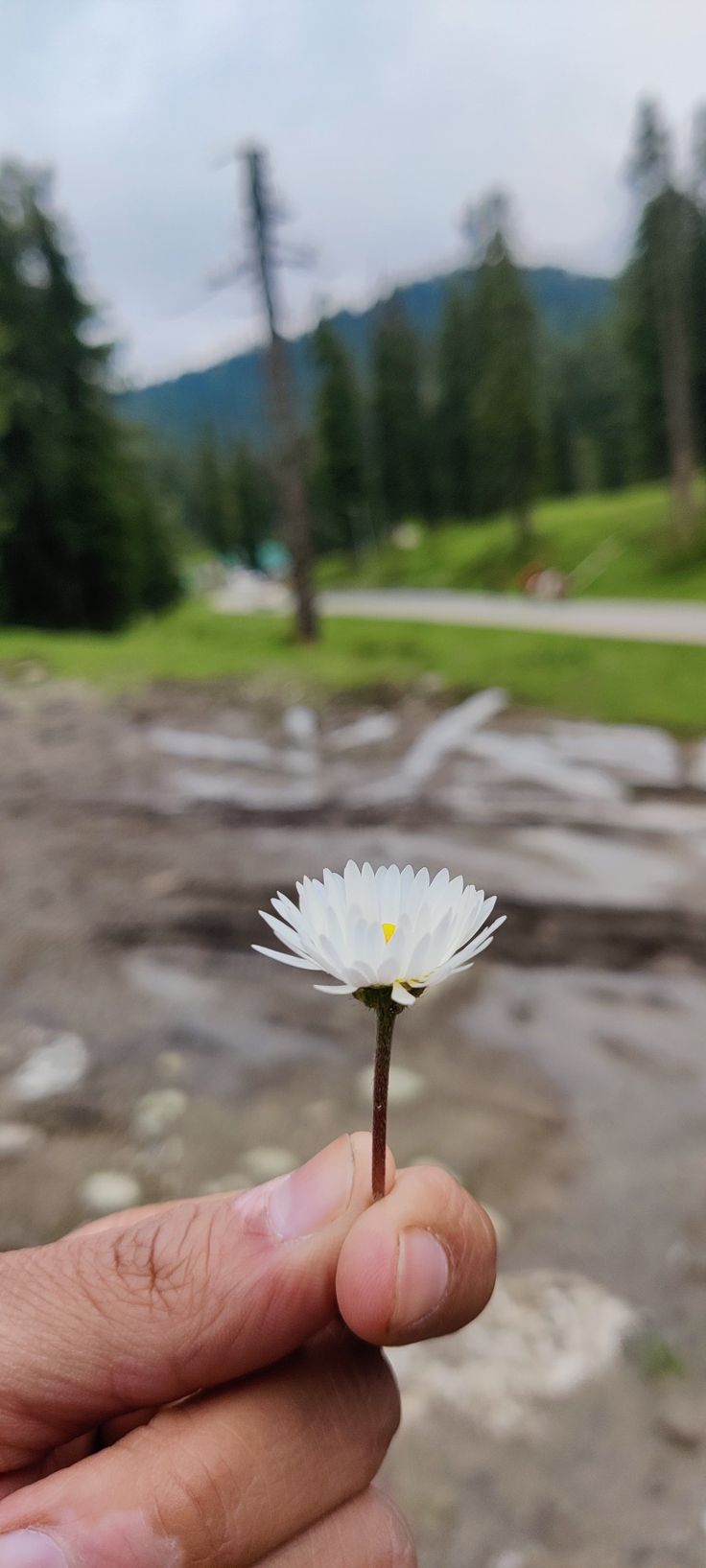 one+ wallpaper. Plants, Wallpaper, Flowers