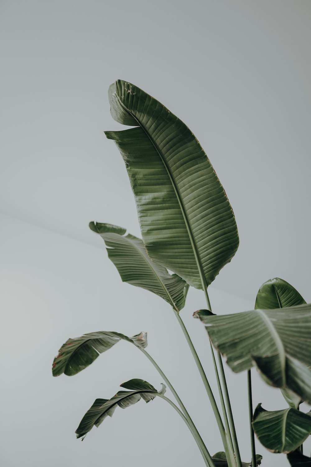 Green Plant Picture [HD]. Download Free Image