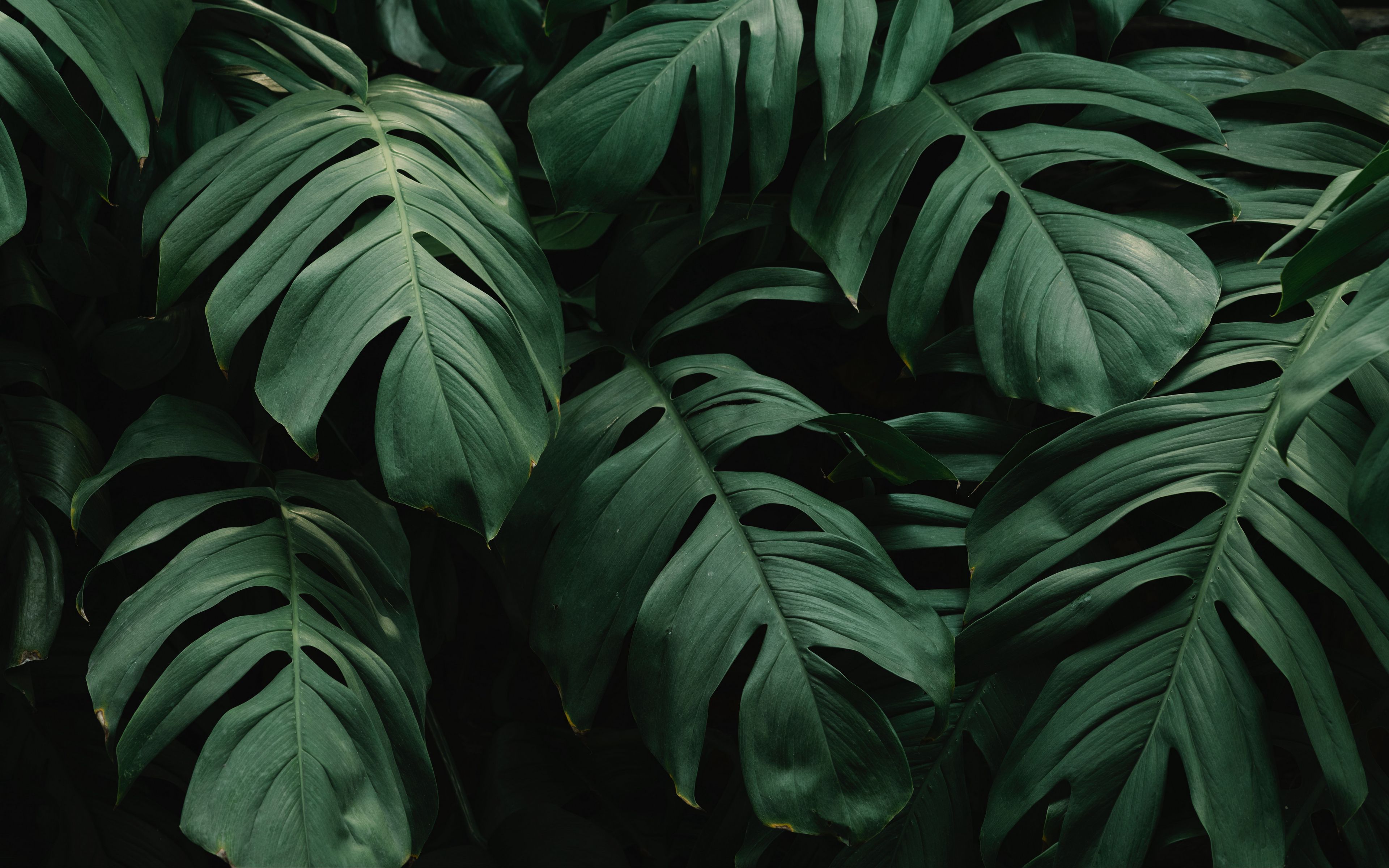 Plants Wallpaper