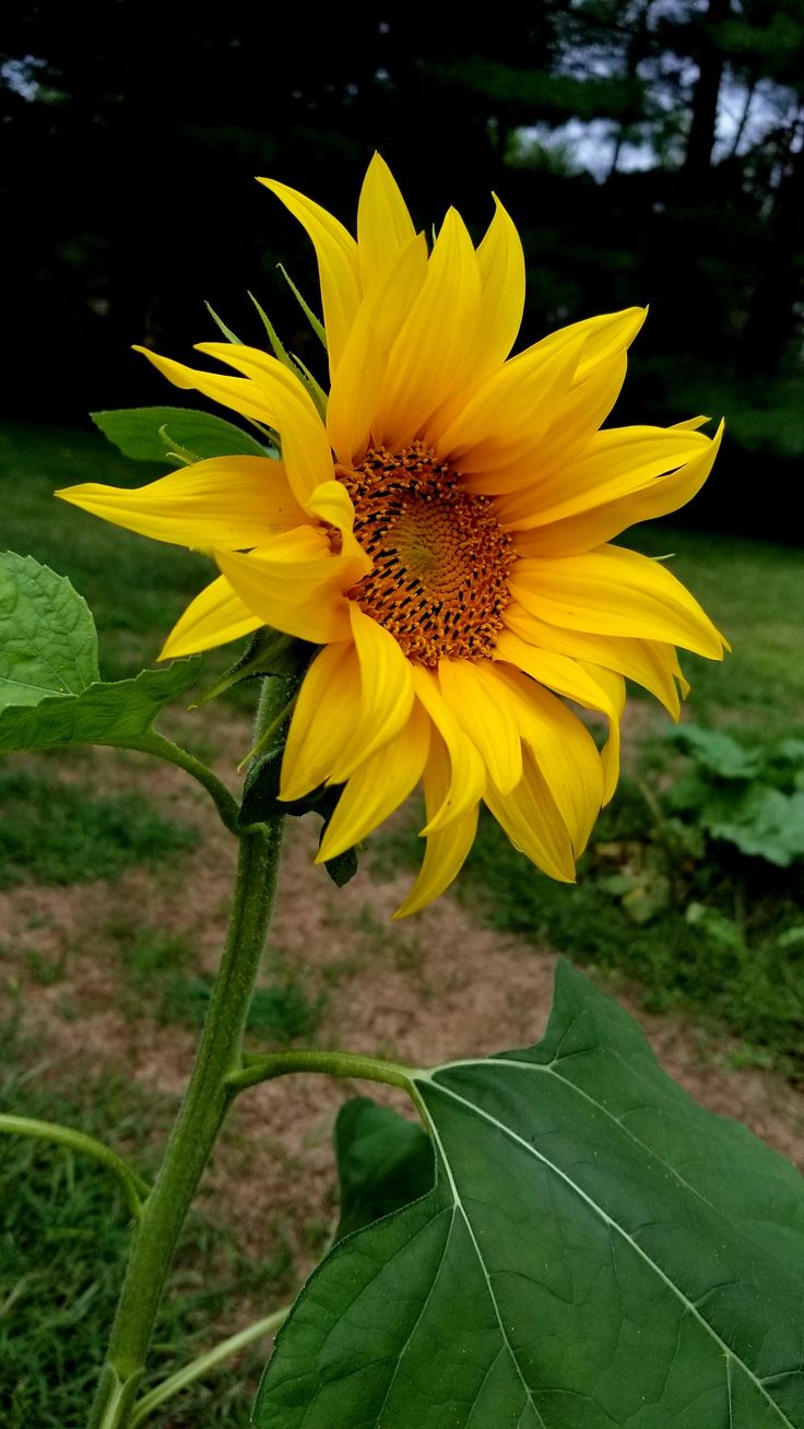 Singular sunflower <3. Pretty wallpaper, Plants, Sunflower