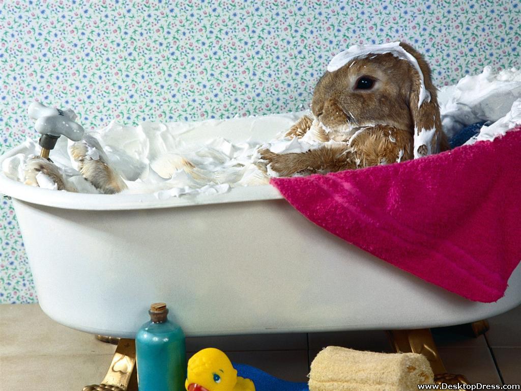 Desktop Wallpaper Animals Background Bunny Bubble Bath