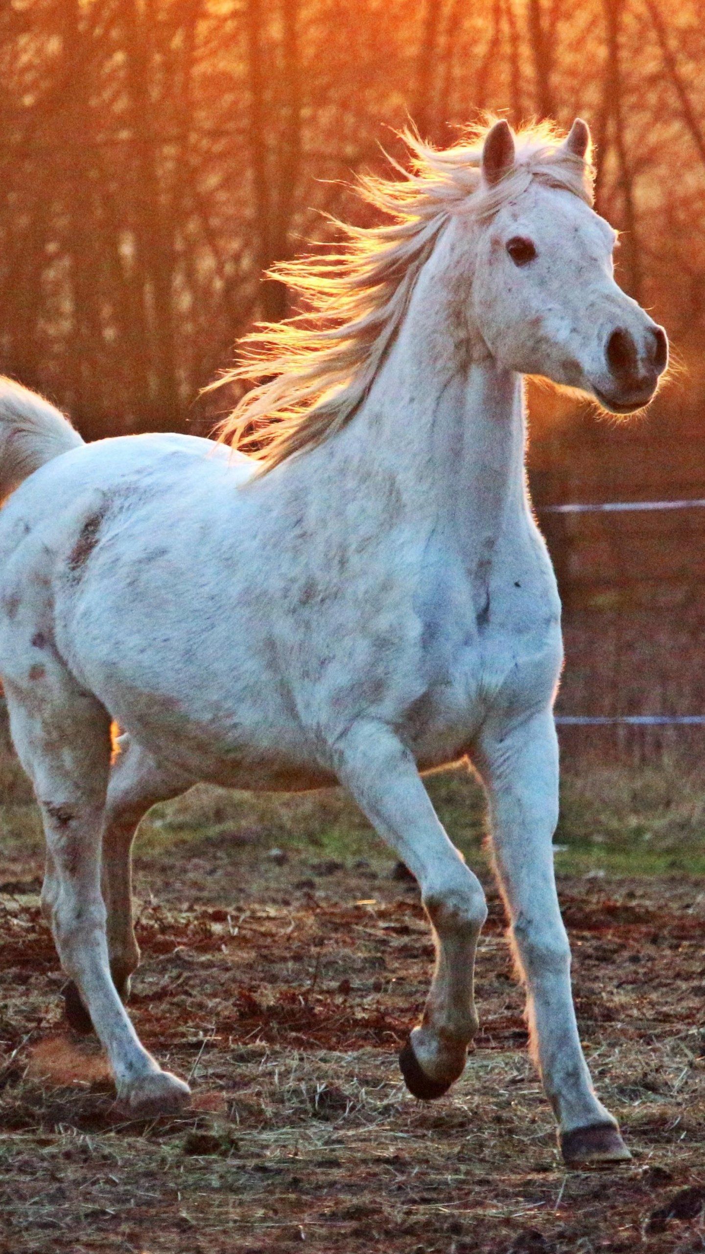 Arabian Horse Wallpaper
