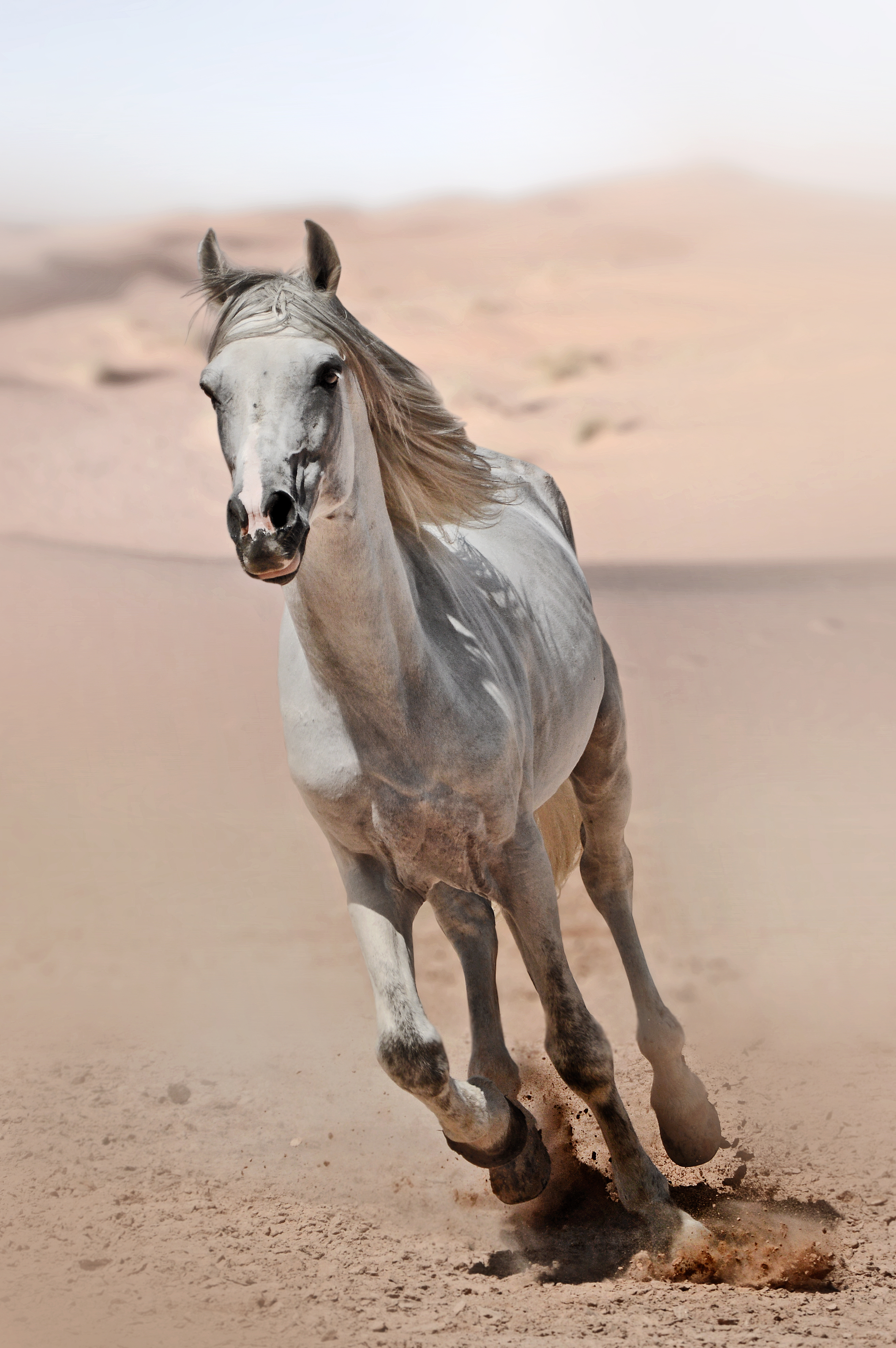 White Horse Running on Brown Sand · Free