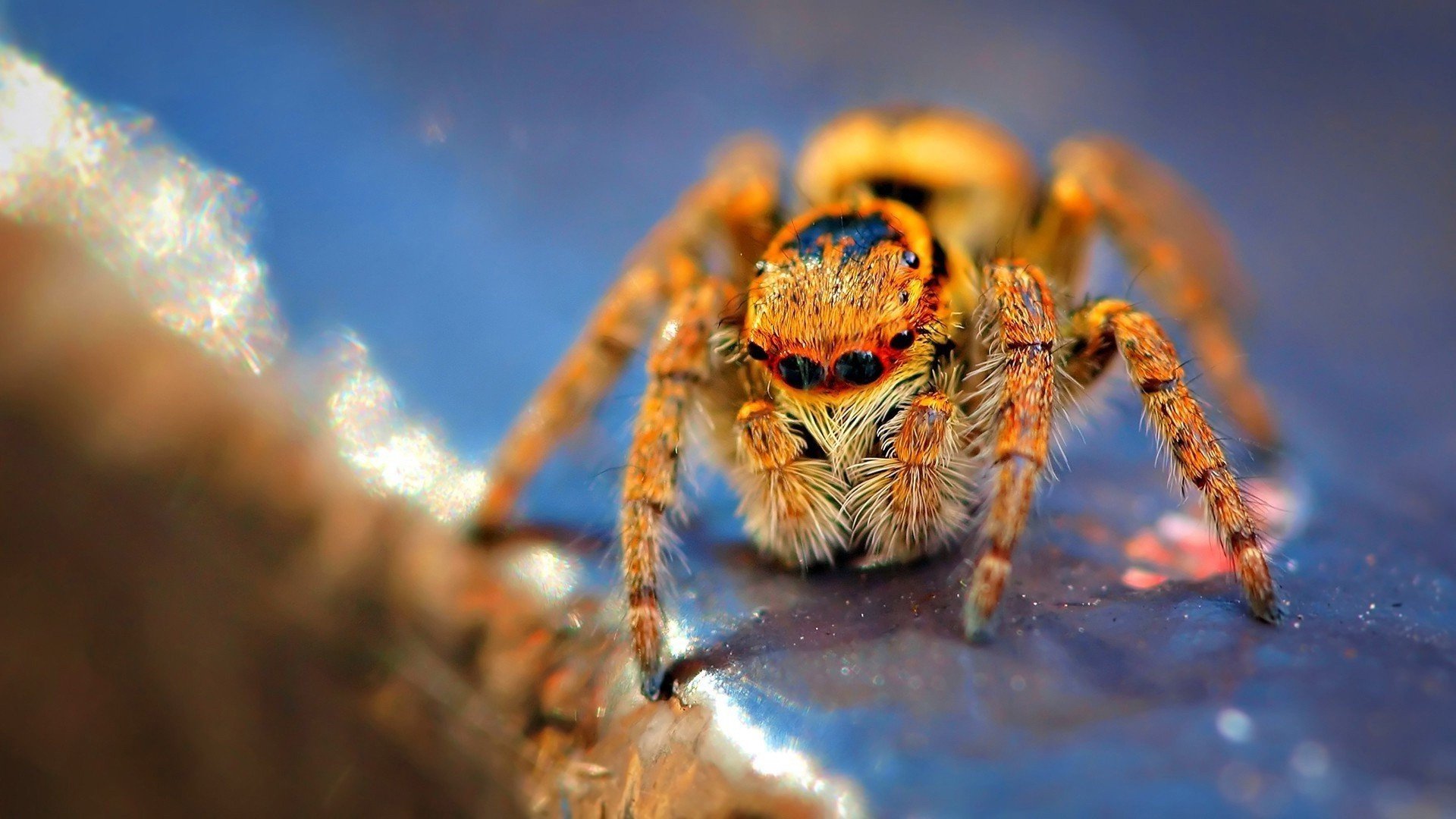 Jumping Spider HD Wallpaper and Background