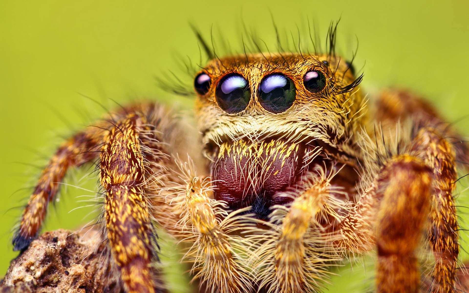 Spider HD Wallpaper