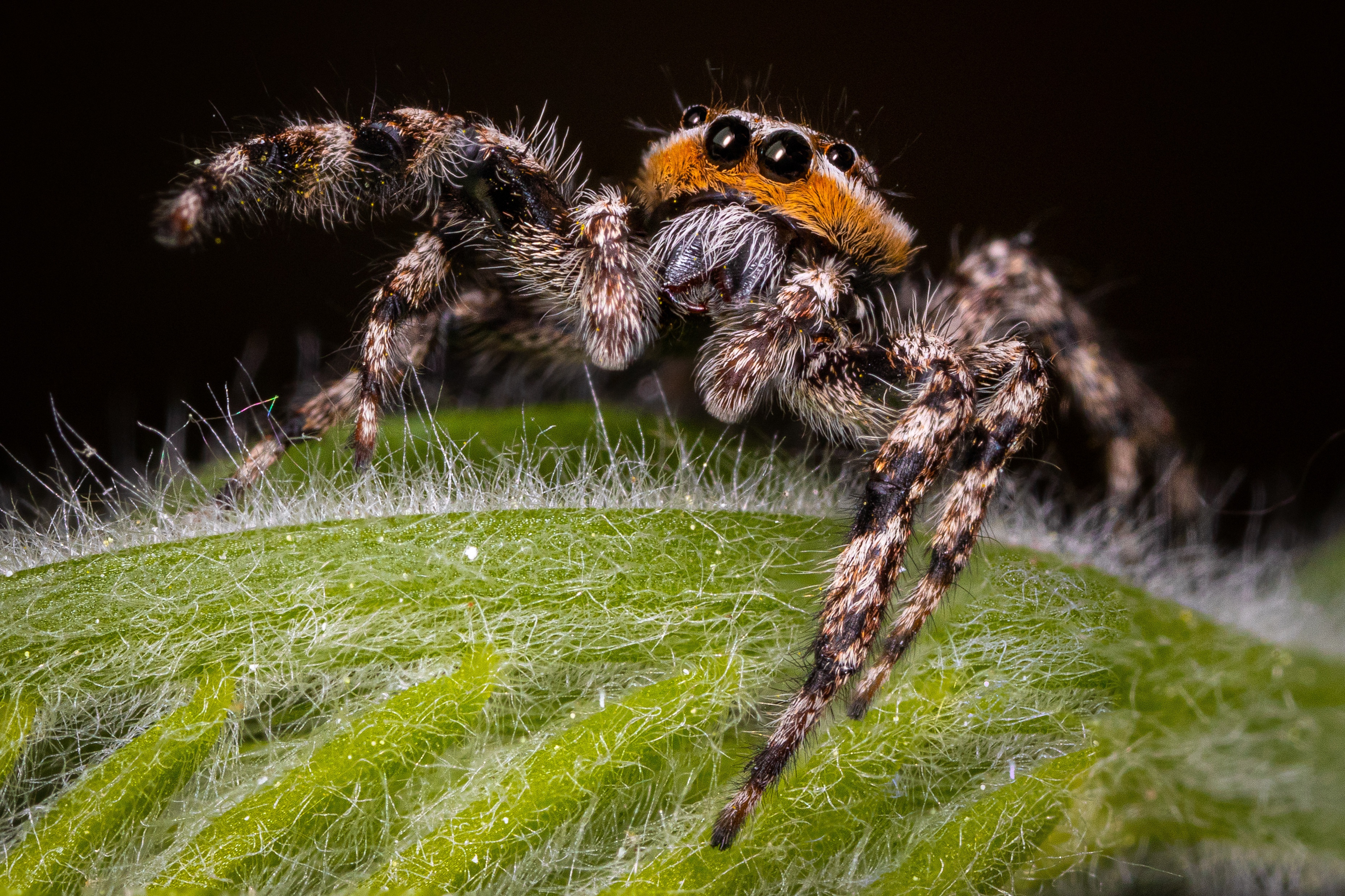 Jumping Spider HD Wallpaper