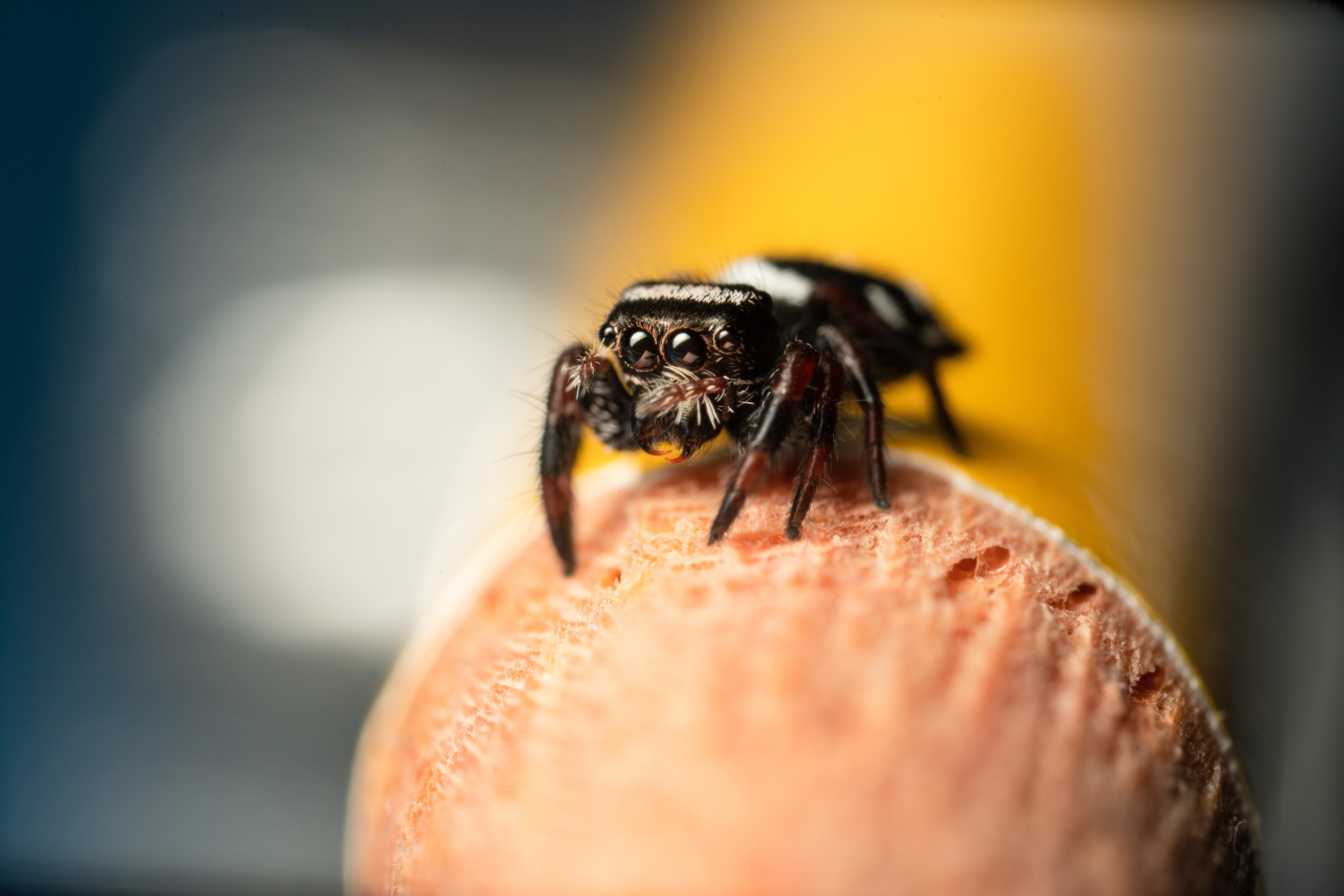 Giant Spider Photo, Download Free Giant Spider & HD Image