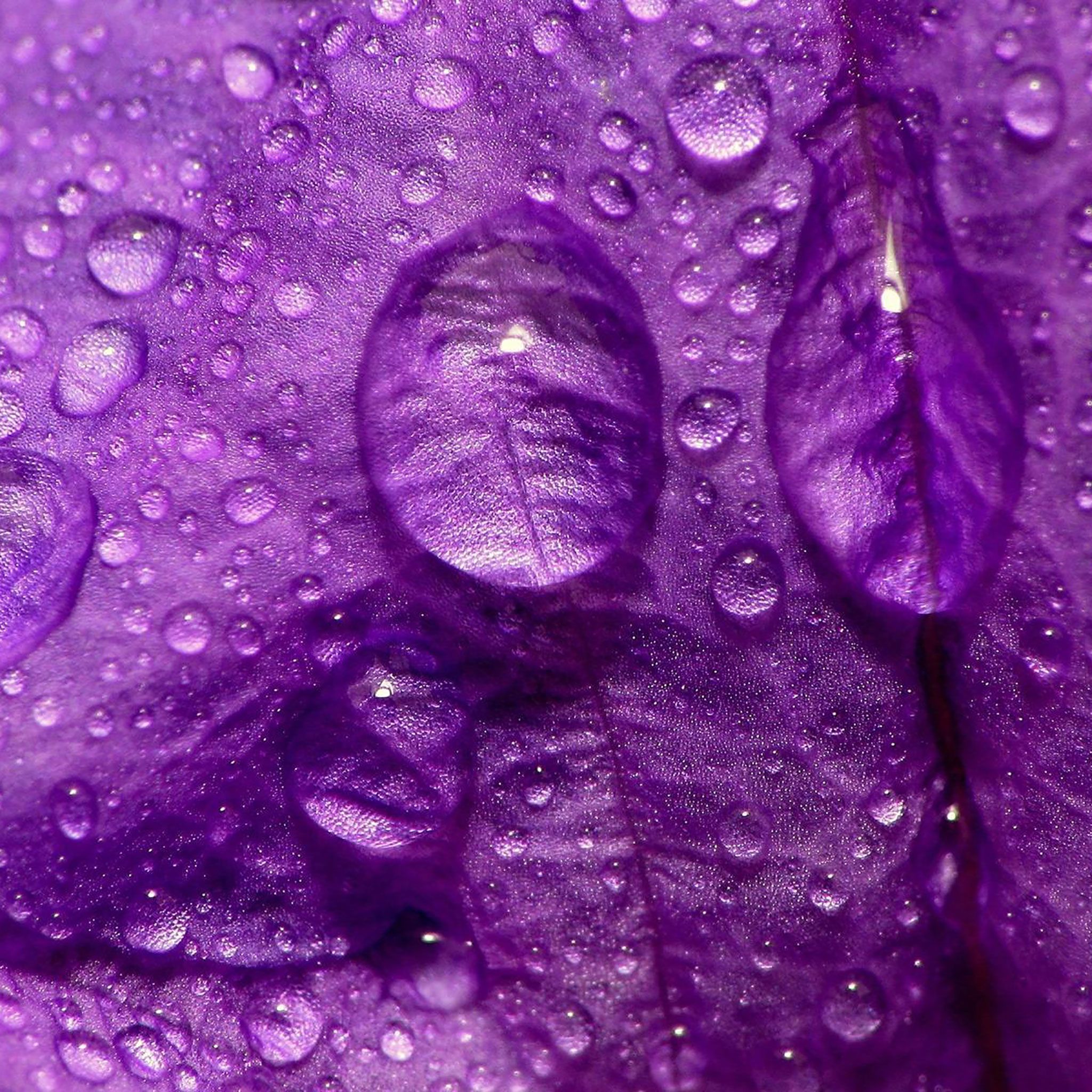 Purple iPad Wallpaper