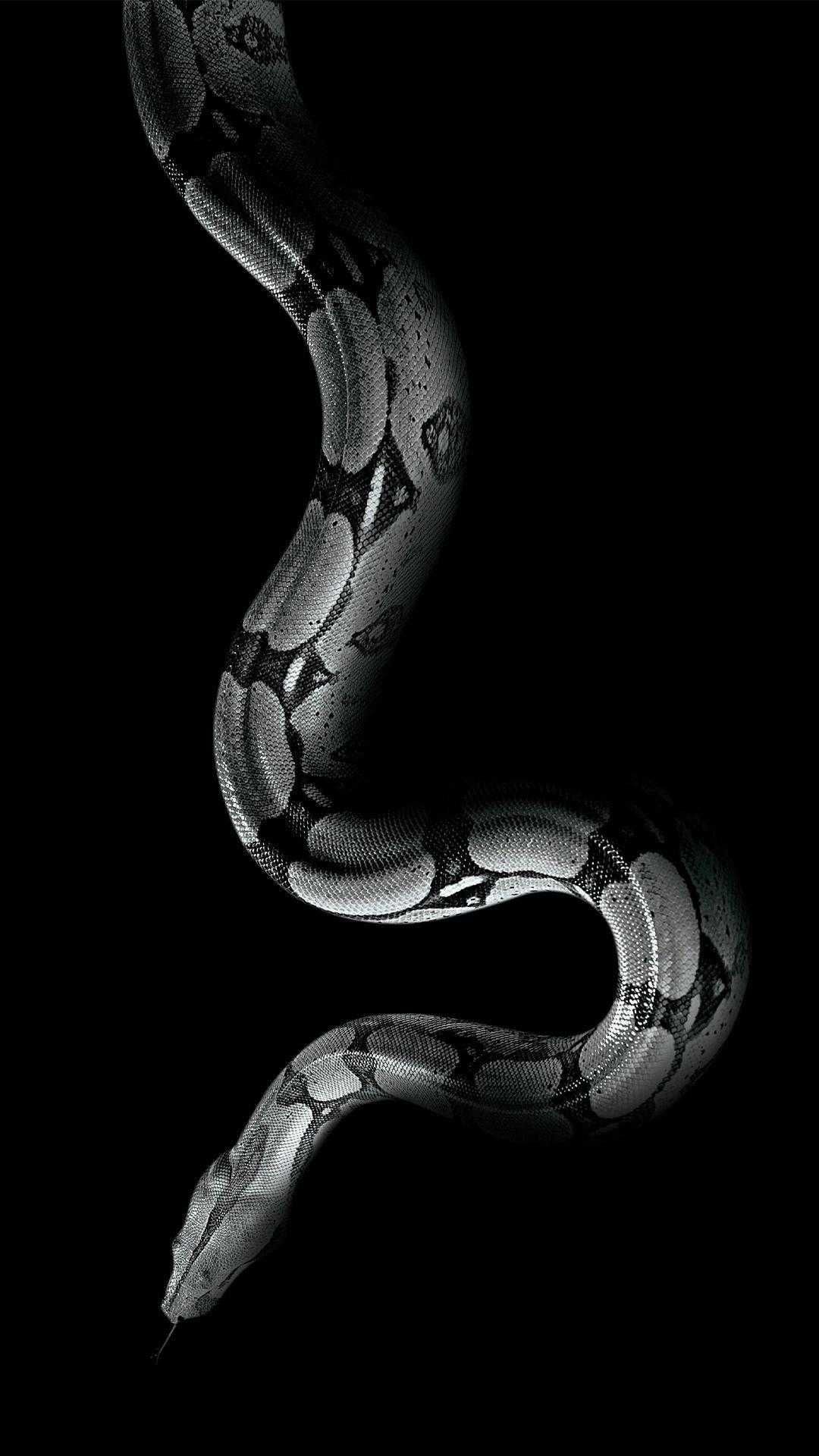 Snake Wallpaper Discover more Animal, Limbless, Skulls, Snake, Squamates wallpaper. /snake-. Snake wallpaper, Snake, Dark green aesthetic
