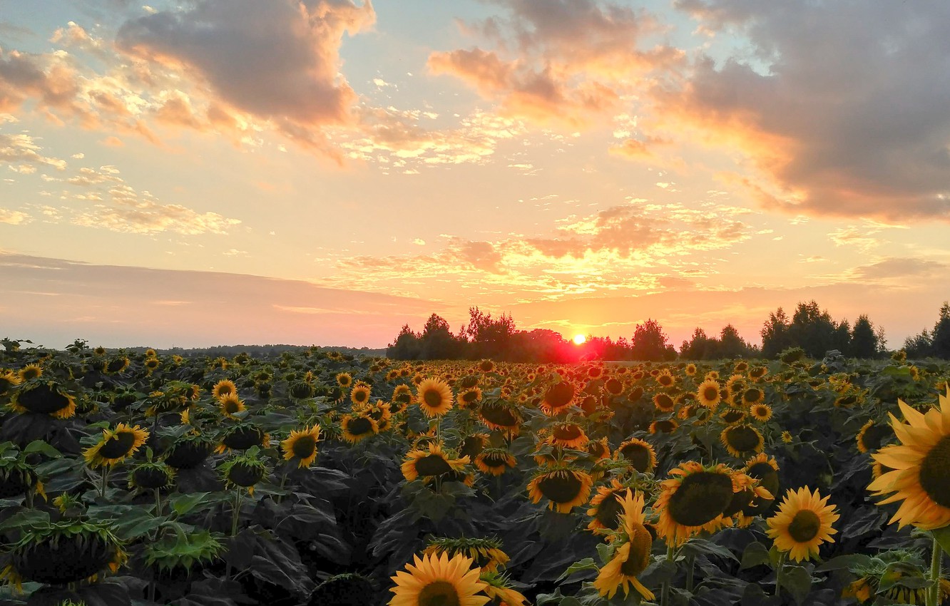 Wallpaper field, summer, the sky, sunflowers, landscape, sunset, nature image for desktop, section пейзажи