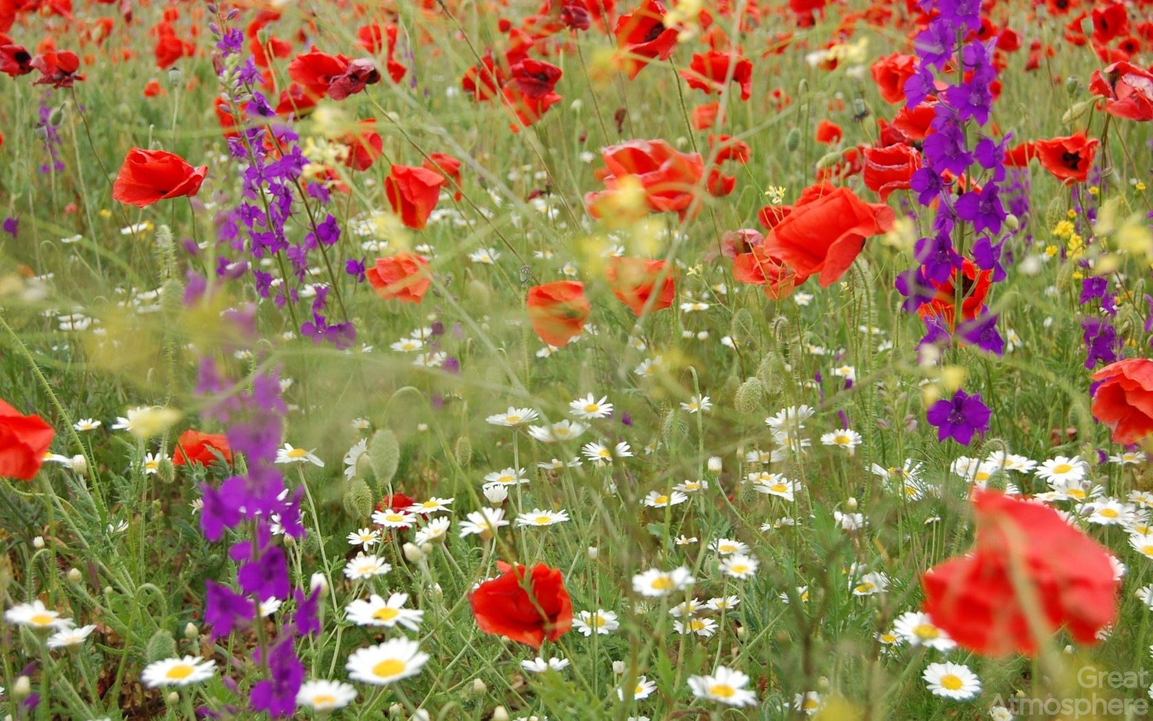 Beautiful, daisies, poppies, flowers, field, summer, landscape. Great Atmosphere