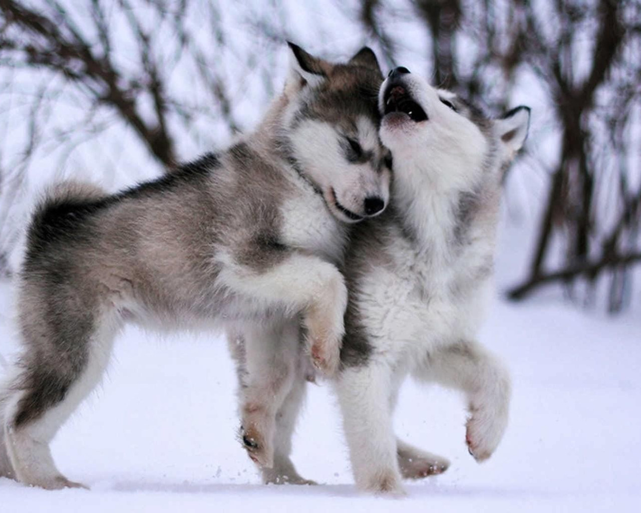 Dog Wallpaper, Eskimo Dog, Malamute, Sled Dog, Husky, Baby, Cute, Animals • Wallpaper For You
