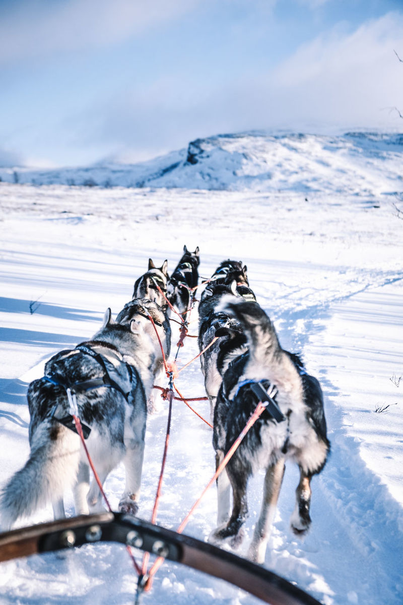 of Dog Sledding picture. Curated Photography on EyeEm