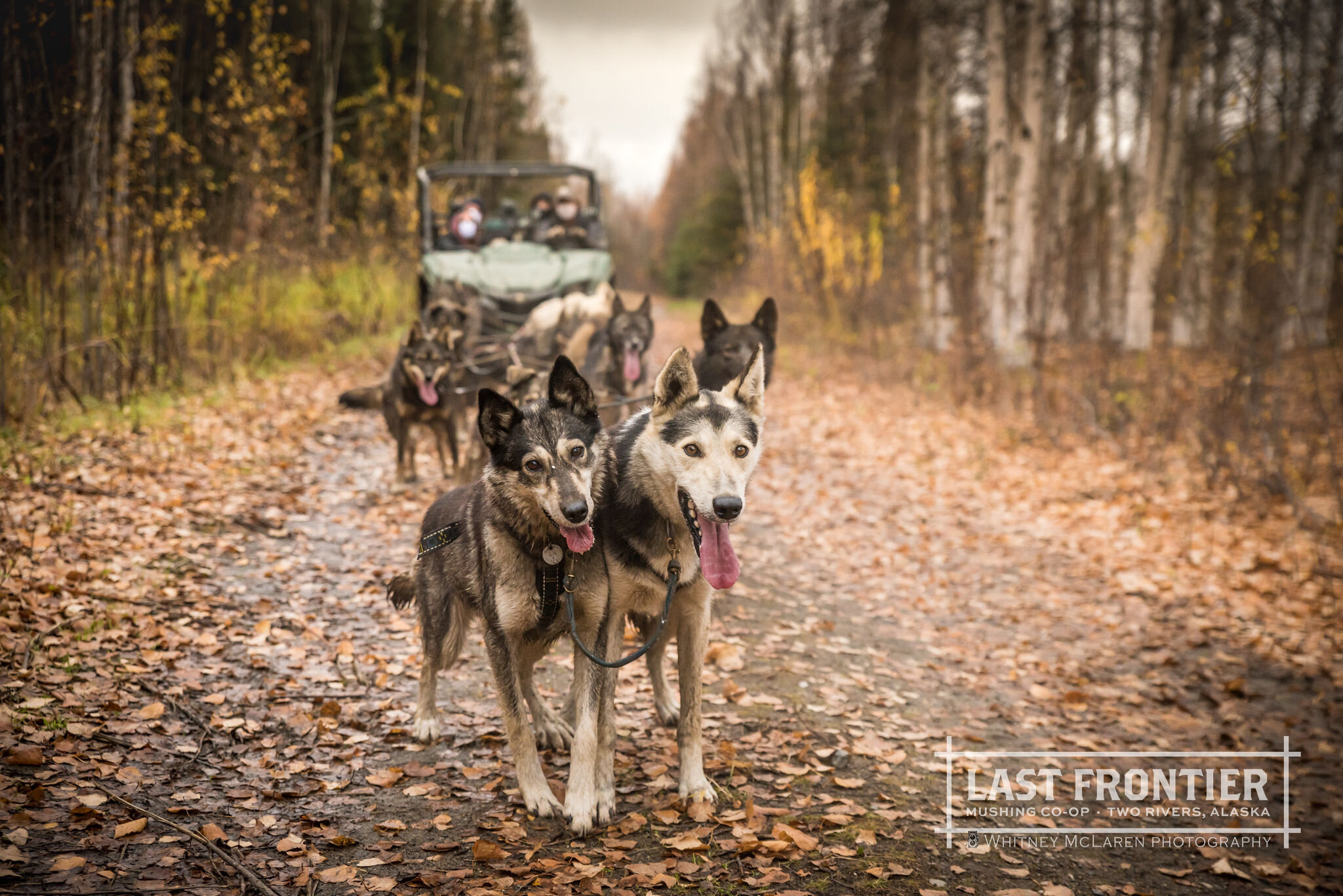 Summer Kennel Tour & Dog Mushing Demo. Experience Dog Sledding With The Last Frontier Mushing Co Op