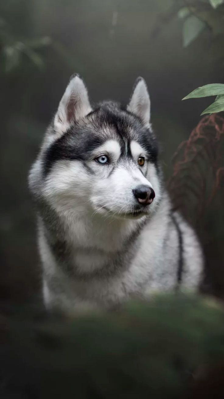 Huskies and wolves. Husky dogs, Cute dog picture, Cute dog wallpaper