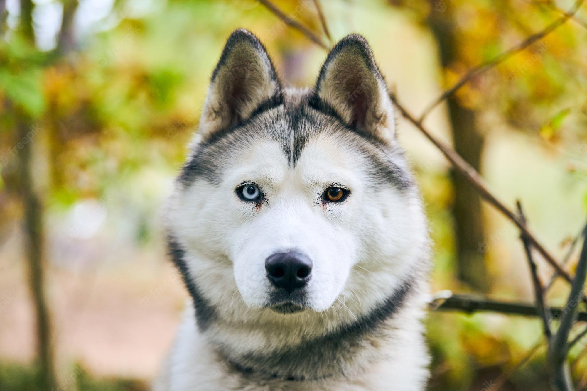 Premium Photo. Purebred siberian husky portrait close up, siberian husky face with white and black coat color and different eyes, sled dog breed. husky dog muzzle outdoor for design, blurred forest