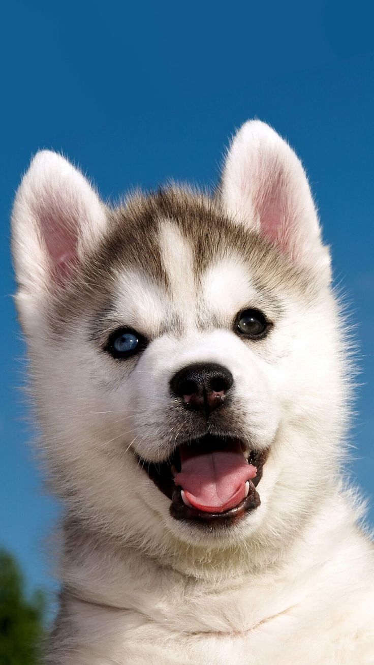 Cute Siberian Husky Puppy iPhone 6 Wallpaper. Dog wallpaper, Cute dog wallpaper, Husky dogs