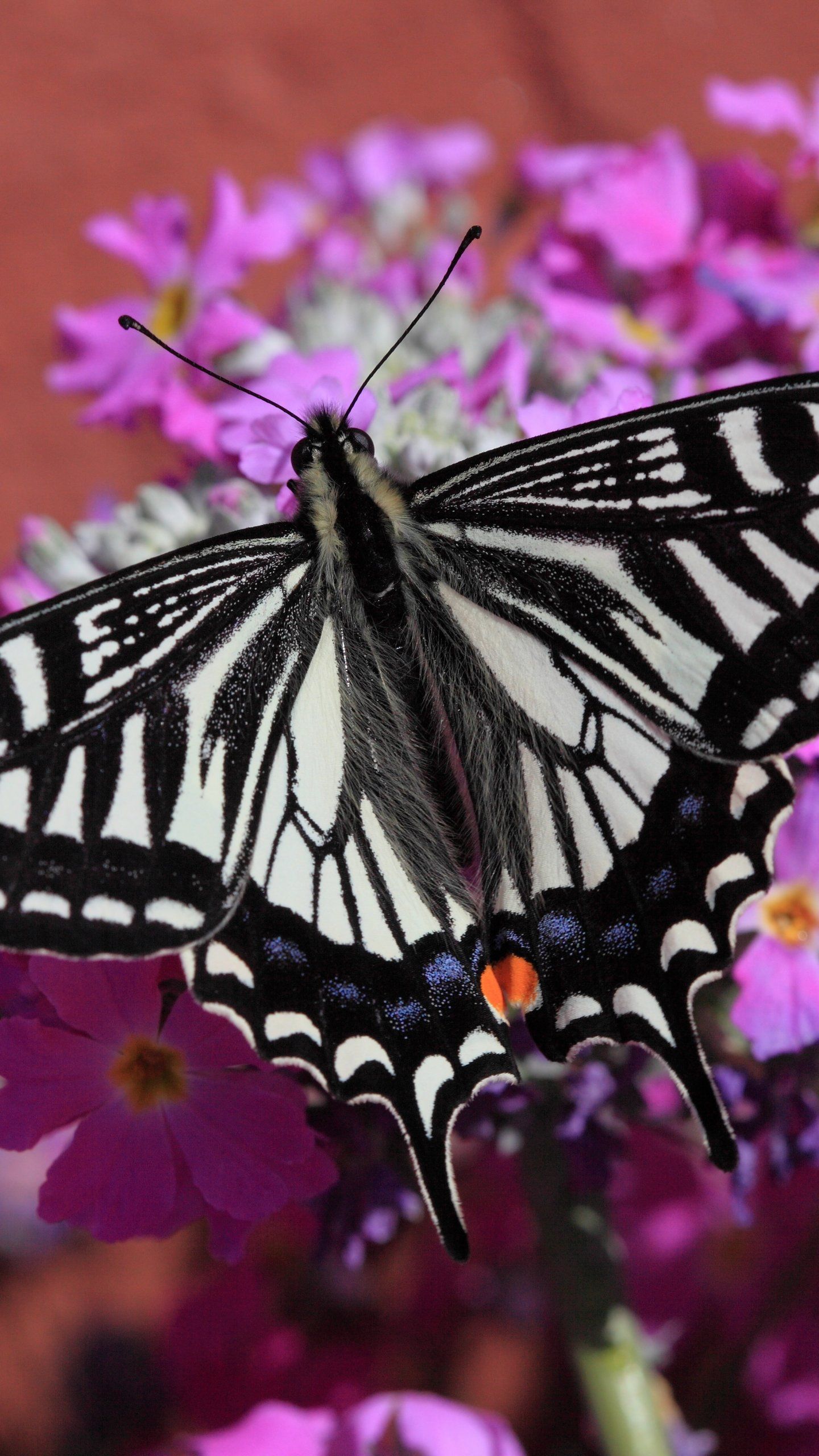 Swallowtail Butterfly Wallpapers Wallpaper Cave Wp11572820