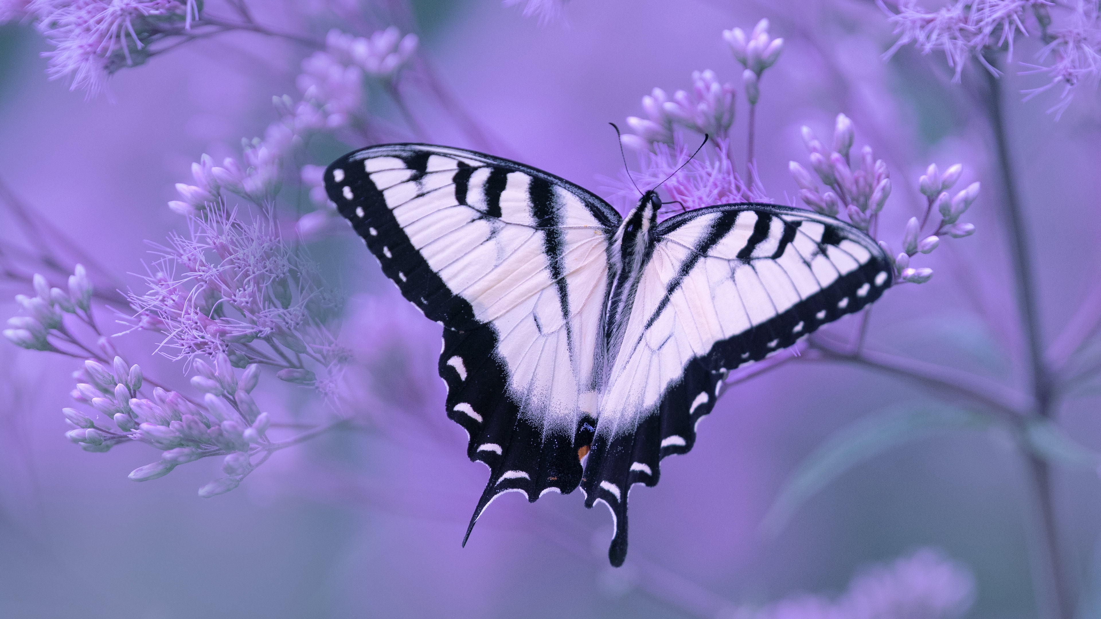 Swallowtail Butterfly 4k Ultra HD Wallpaper