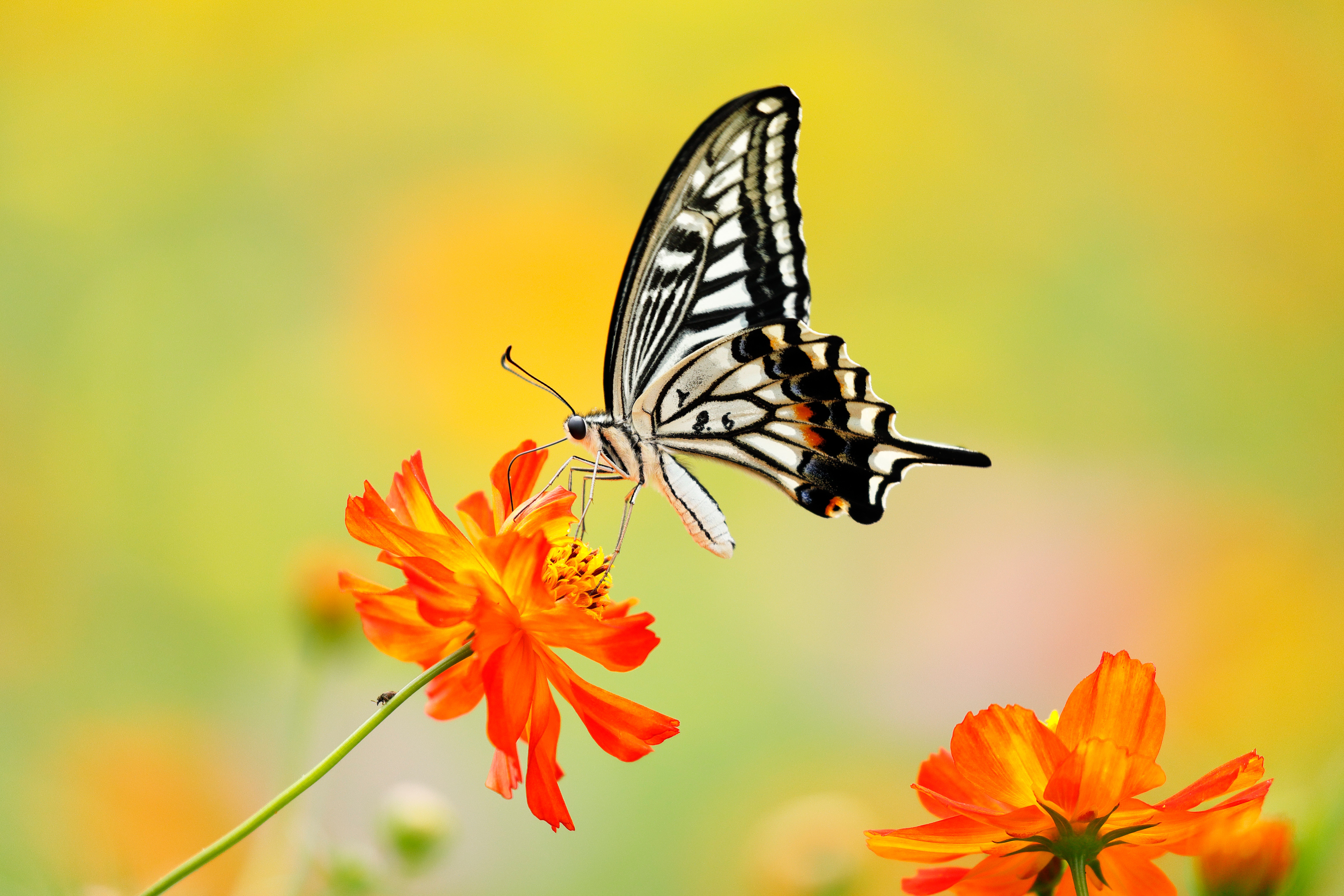 4K Swallowtail Butterfly Wallpaper and Background Image