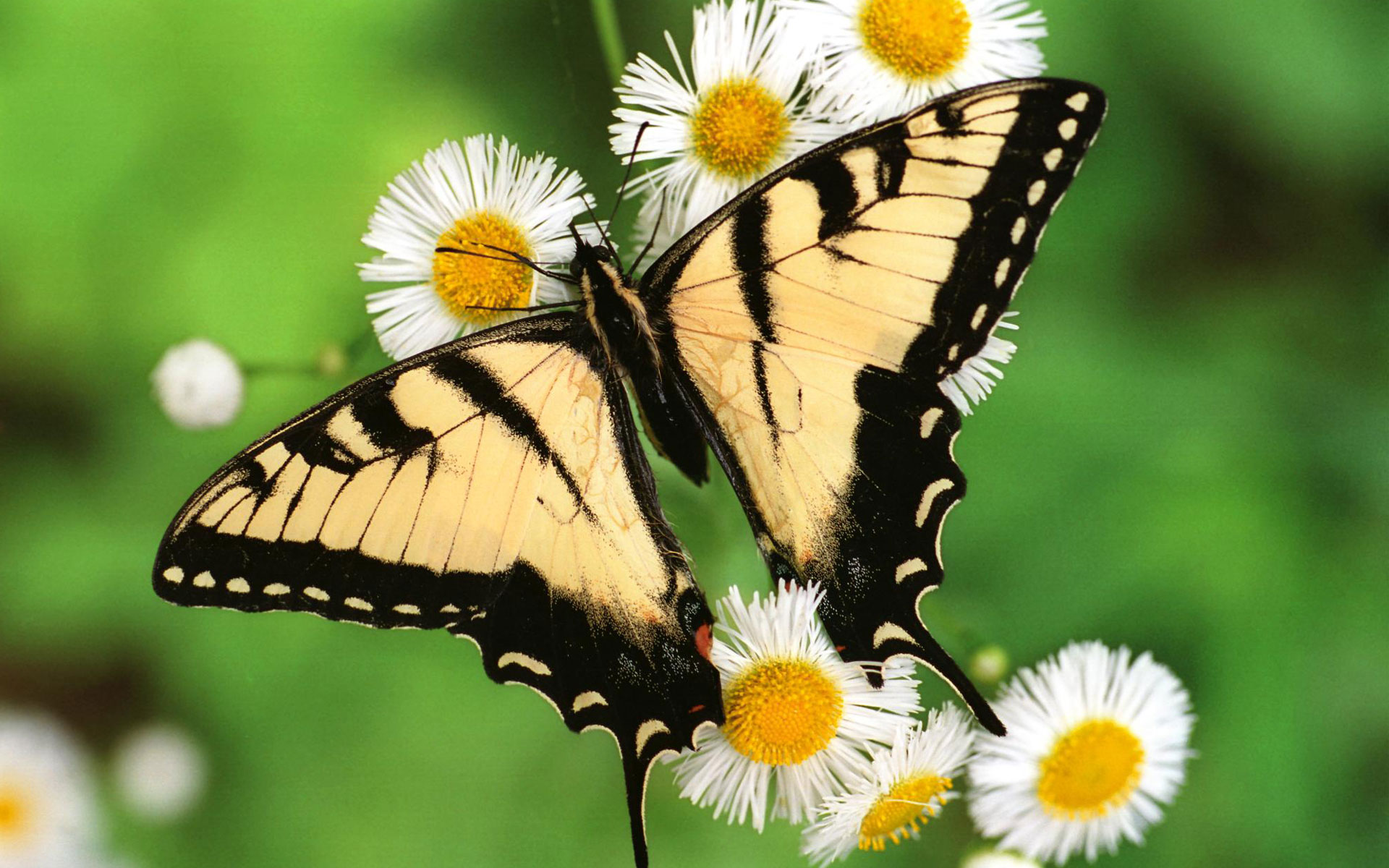 Tiger Swallowtail Butterfly HD wallpaper
