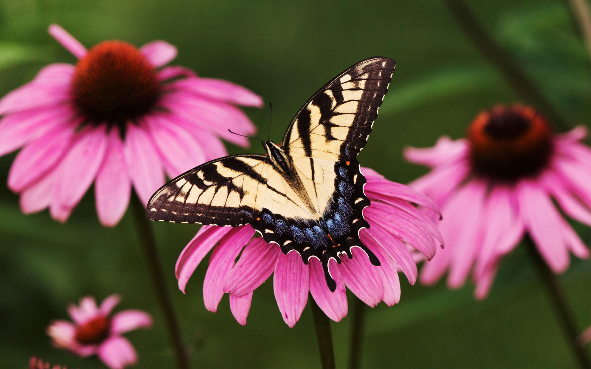 Wallpaper 4k Tiger Swallowtail Butterfly Purple Coneflower Wallpaper