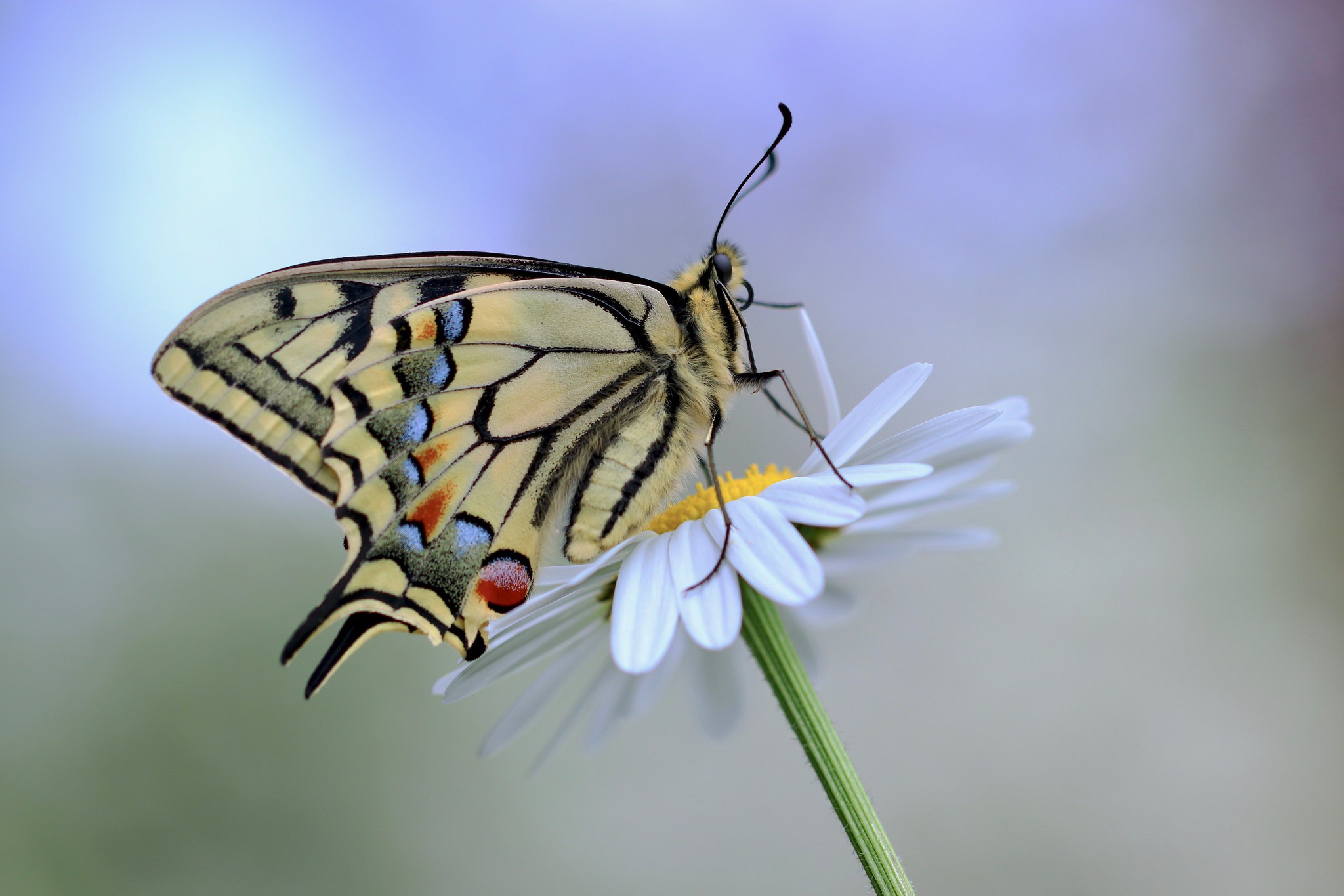 Swallowtail Butterfly Wallpapers Wallpaper Cave Wp11572836
