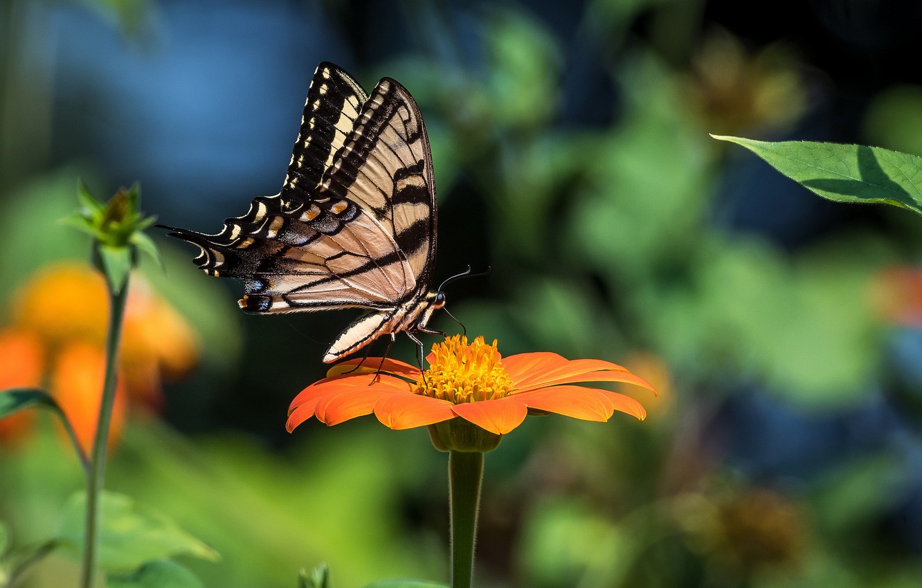 Swallowtail Butterfly Wallpapers - Wallpaper Cave