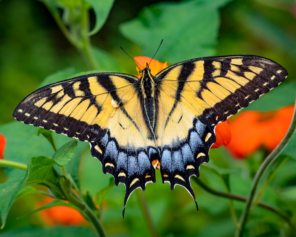 Swallowtail Butterfly Wallpapers - Wallpaper Cave