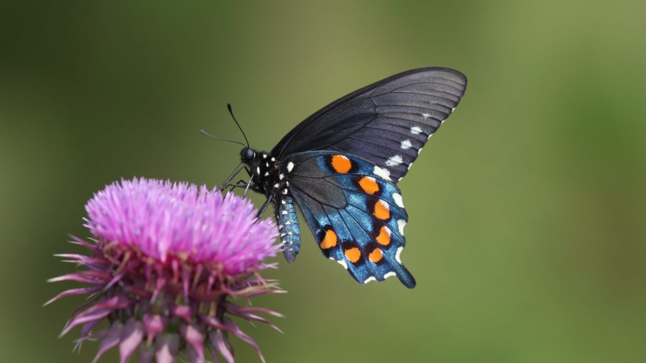 Swallowtail Butterfly Wallpapers Wallpaper Cave Wp11572878