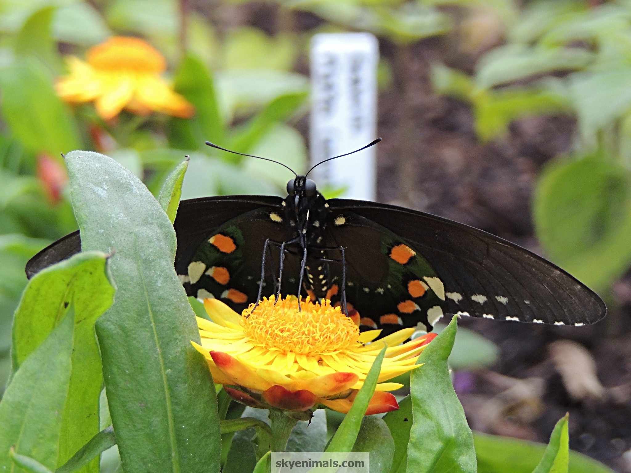 Free Butterfly Wallpaper Image