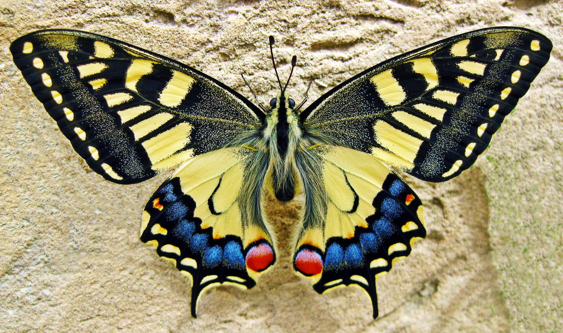 Swallowtail Butterfly Wallpapers Wallpaper Cave Wp11572887