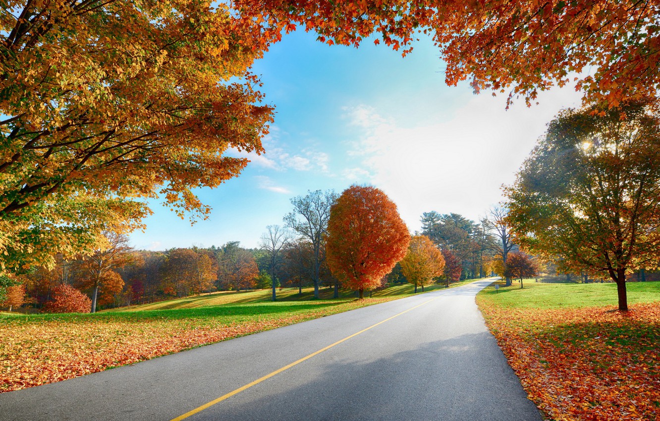 Wallpaper falling leaves, Sunny day, autumn trees, asphalt road image for desktop, section природа