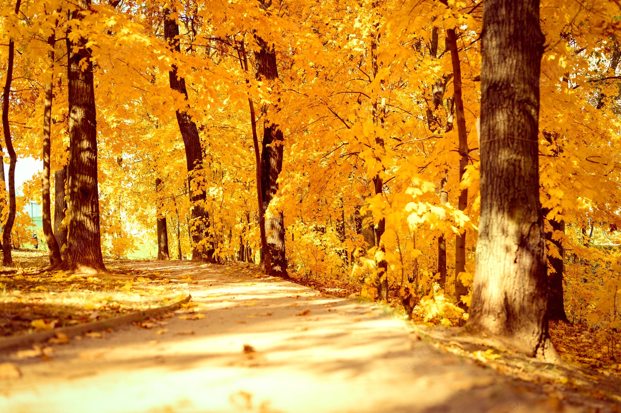 Sunny Autumn Days Wallpapers - Wallpaper Cave